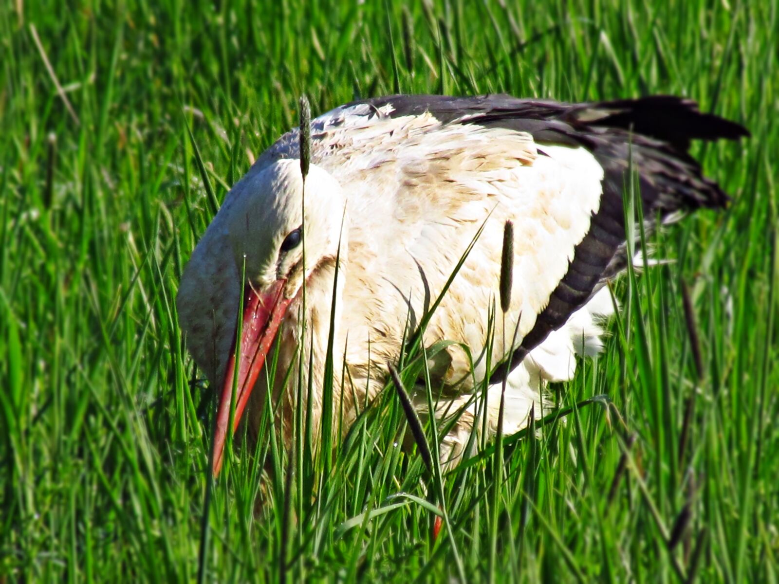 Canon PowerShot SX30 IS sample photo. Stork, hiding, grass photography