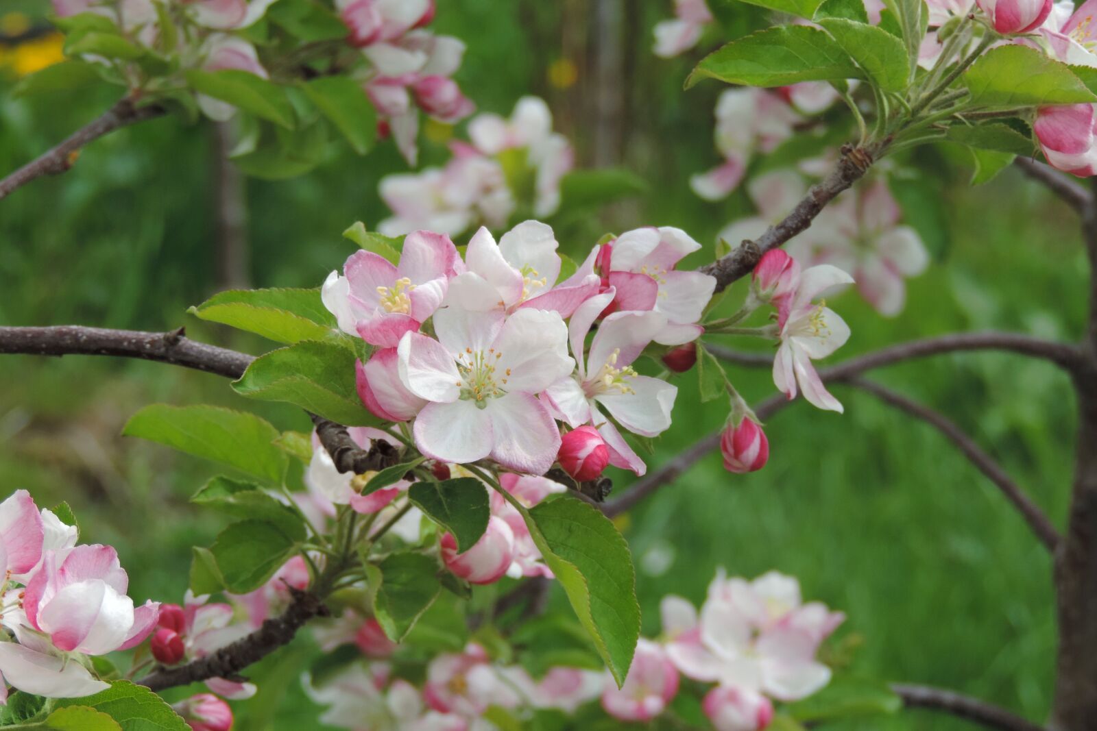Nikon Coolpix P520 sample photo. Apple blossom, tree, nature photography