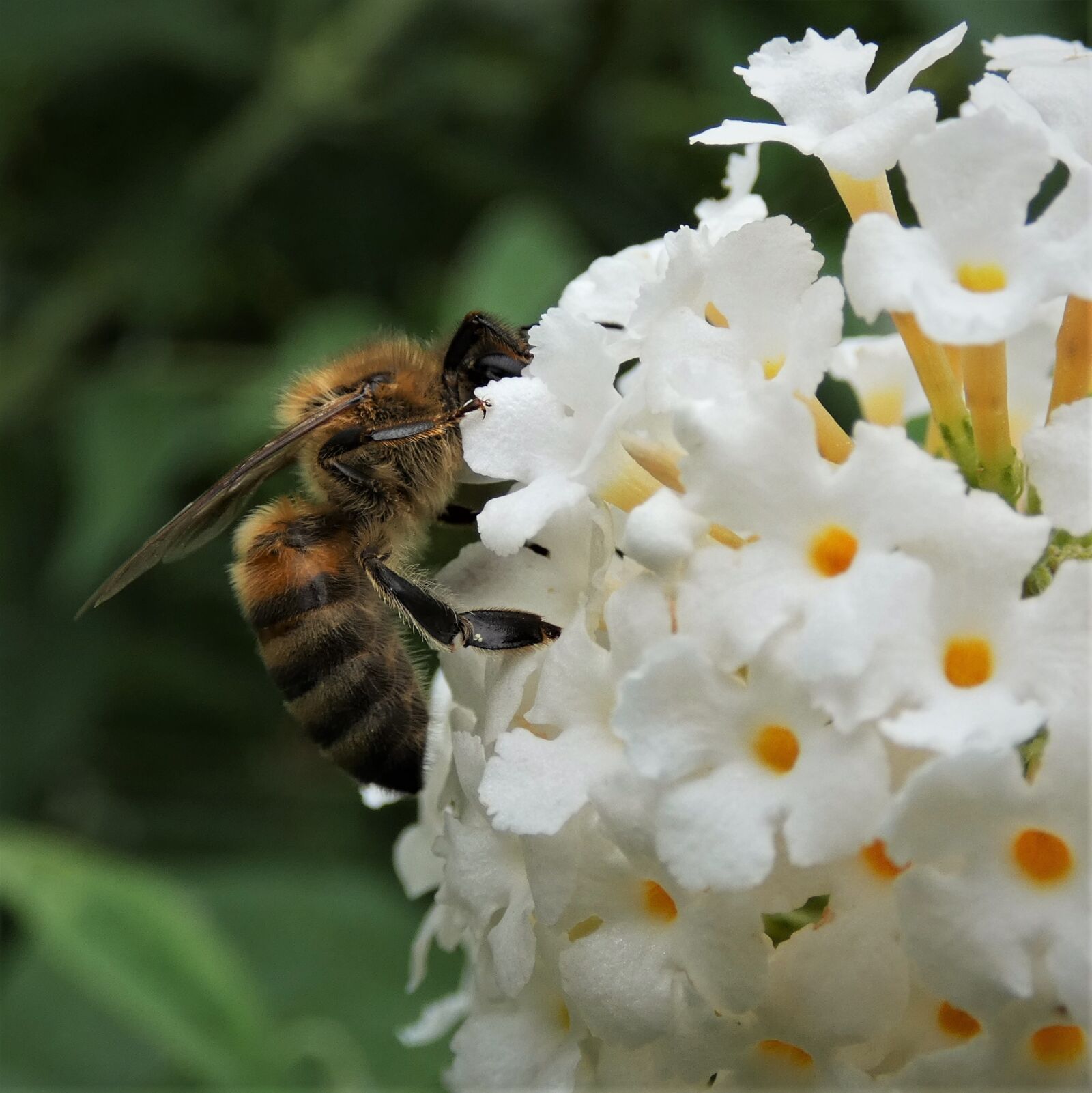 Panasonic Lumix DC-FZ80 (Lumix DC-FZ82) sample photo. Bee, nectar, blossom photography