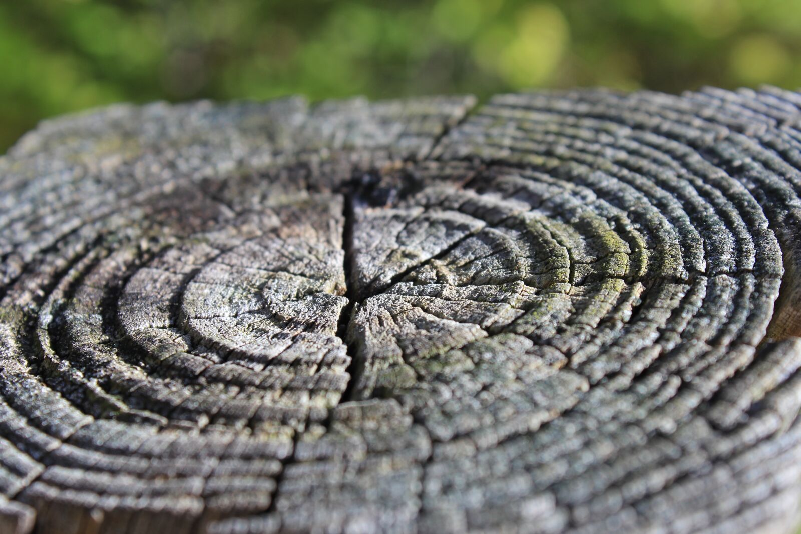 Canon EOS 60D sample photo. Tree, life rings, wood photography