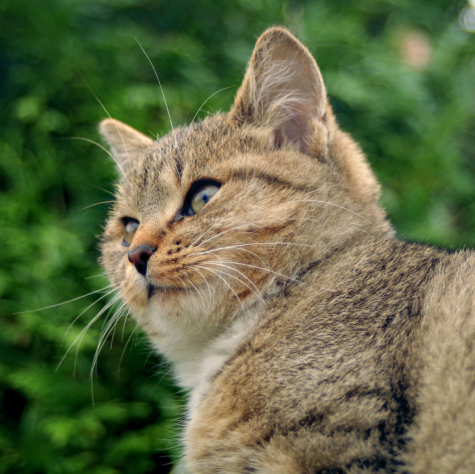 Pentax K-S2 sample photo. Cat, animals, look photography