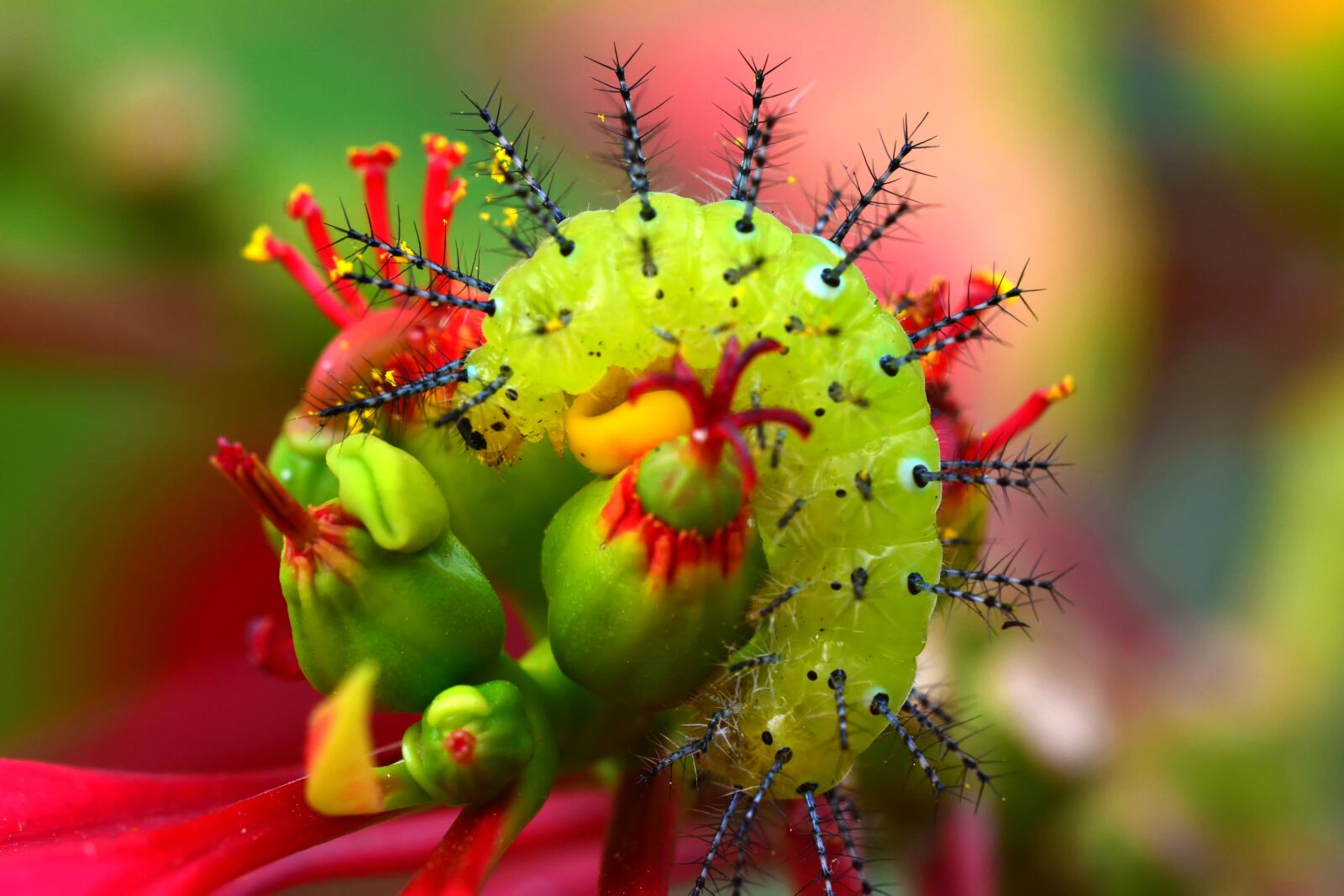 Nikon D5200 sample photo. Nature, insect, flower photography