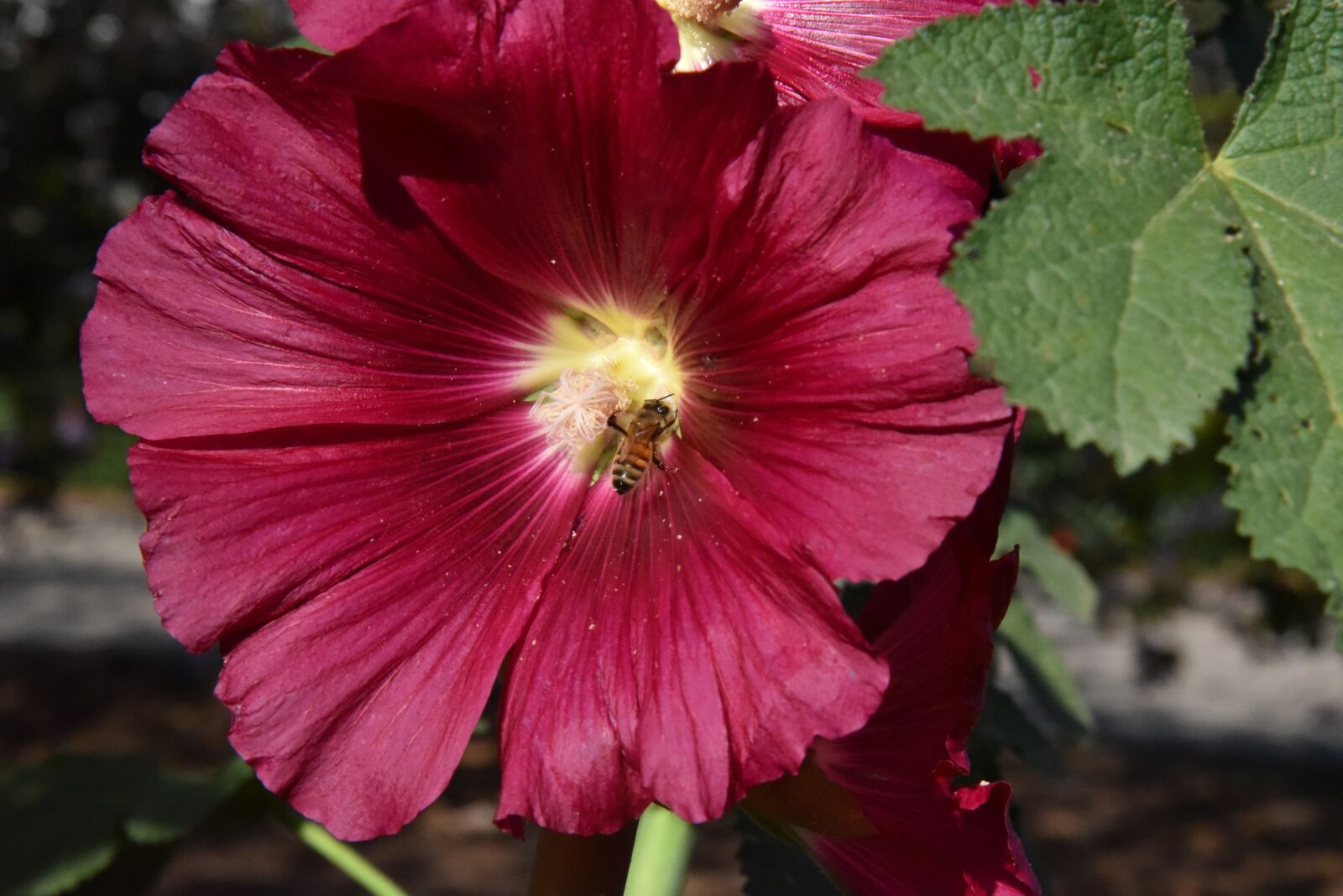 Nikon D750 sample photo. Flower, red, bee photography