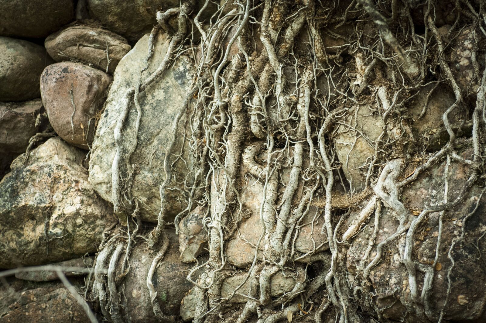 Nikon D2X sample photo. Texture, roots, tree photography