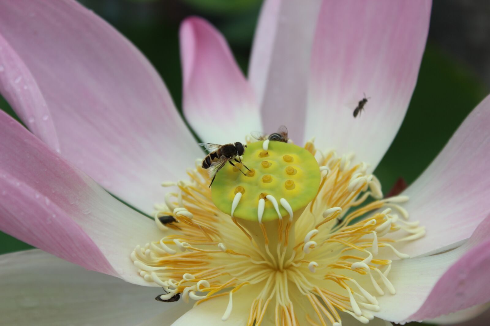Canon EOS 600D (Rebel EOS T3i / EOS Kiss X5) sample photo. Flower, lotus, water lily photography