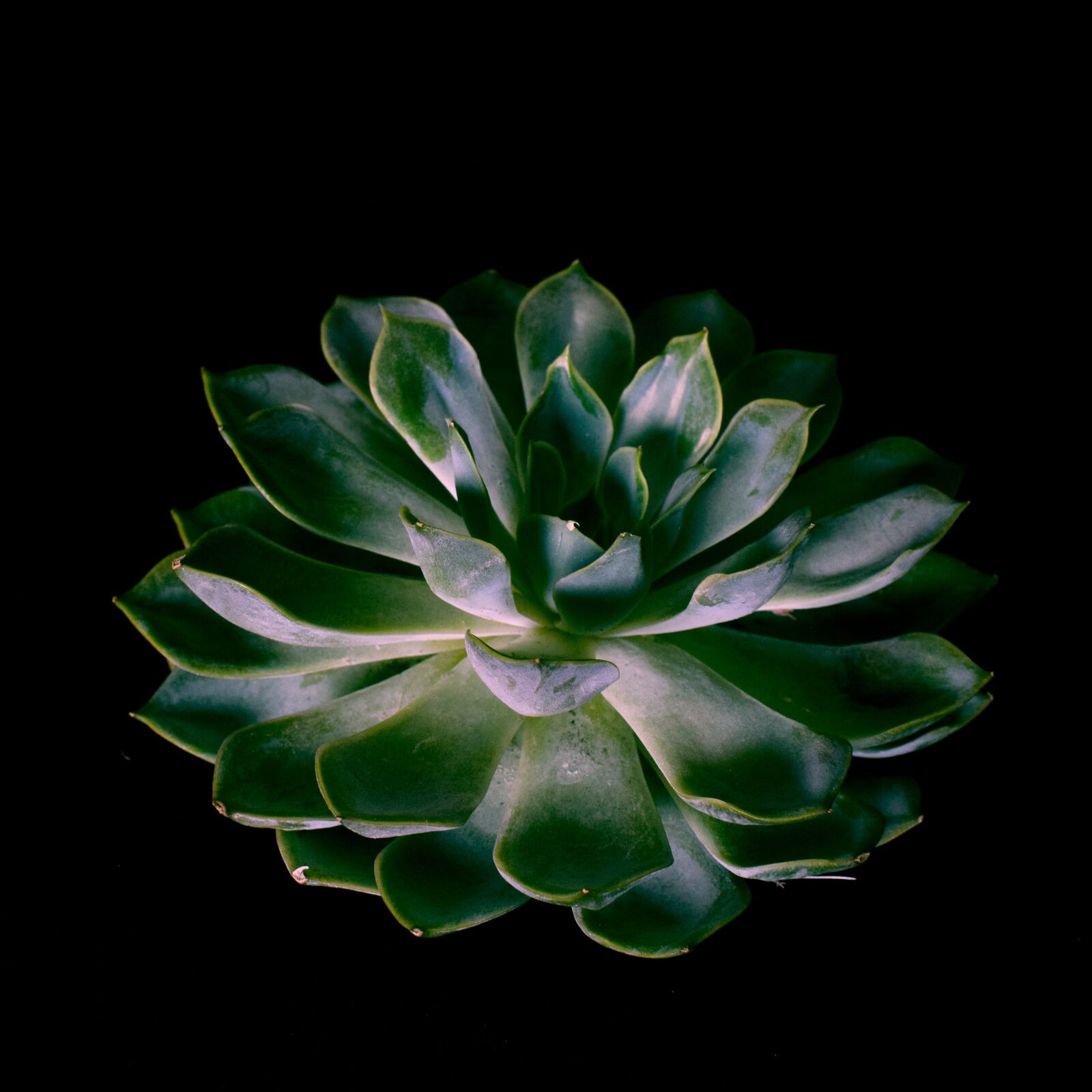 Nikon D3300 sample photo. Plant, agave, green photography