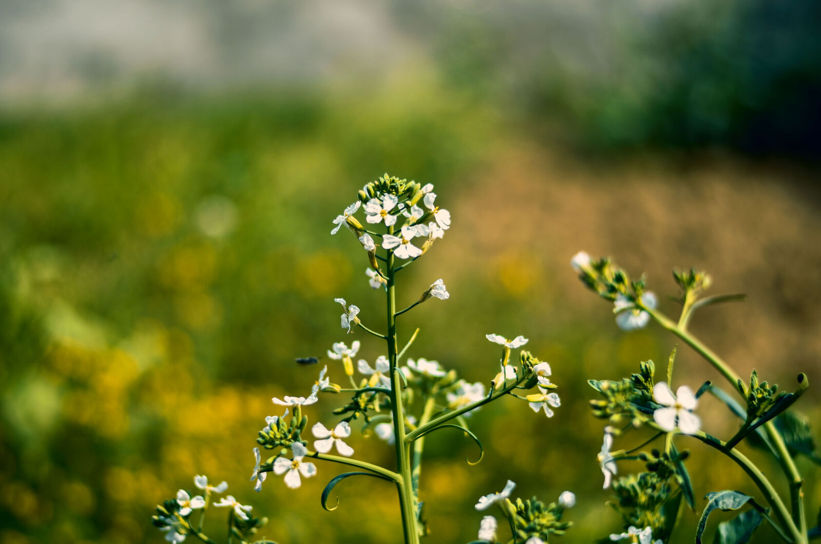 Nikon D5100 sample photo. Background, image, blurred, background photography