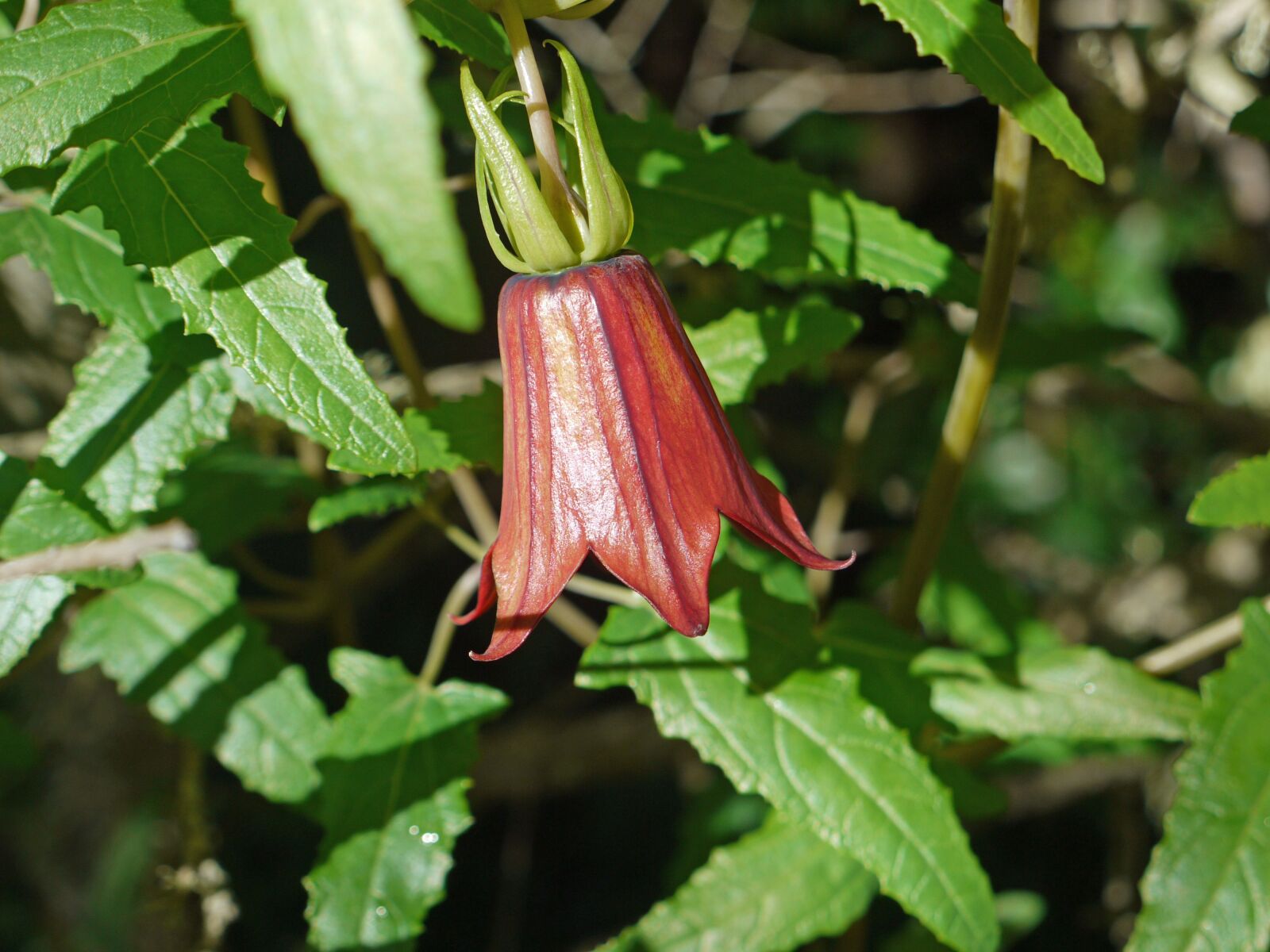 Panasonic Lumix DMC-G1 sample photo. Canary islands bellflower, tenerife photography