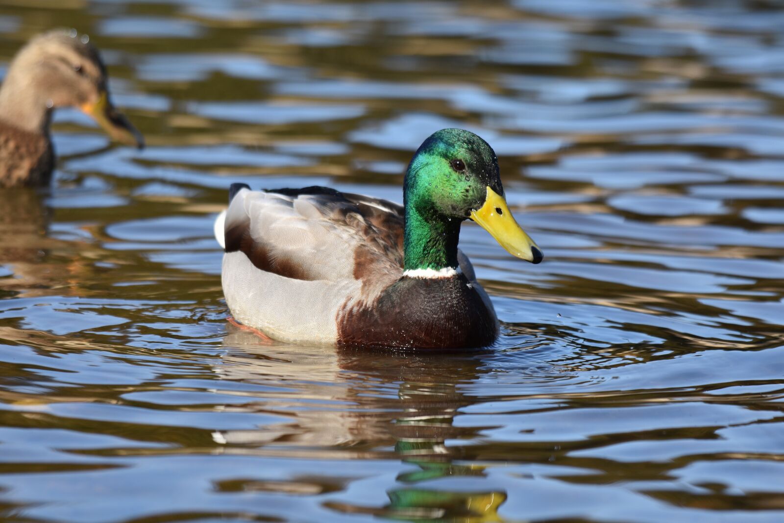 Nikon D7200 sample photo. Animal, lake, bird photography