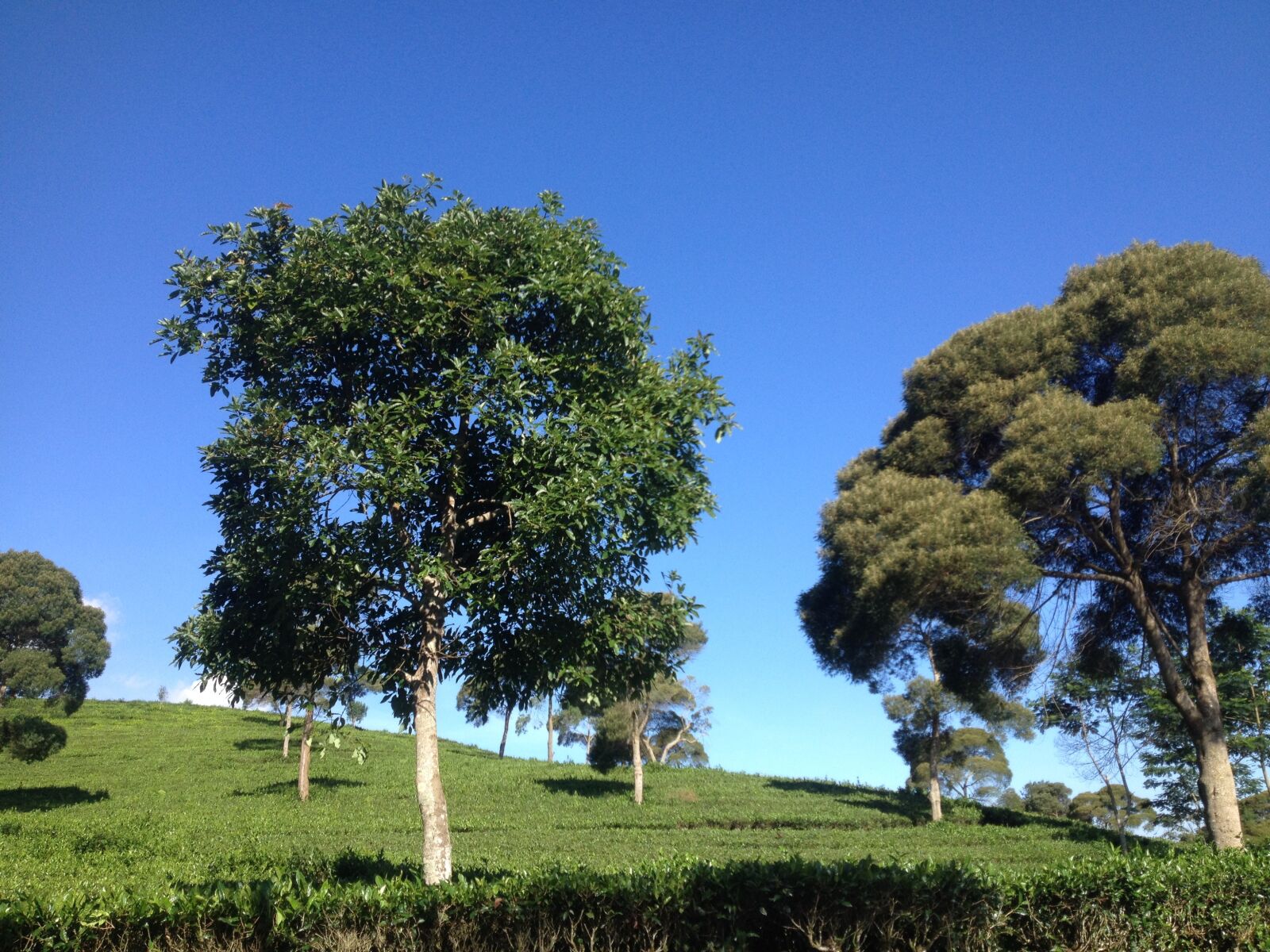 Apple iPhone 4S sample photo. Blue sky, tea field photography