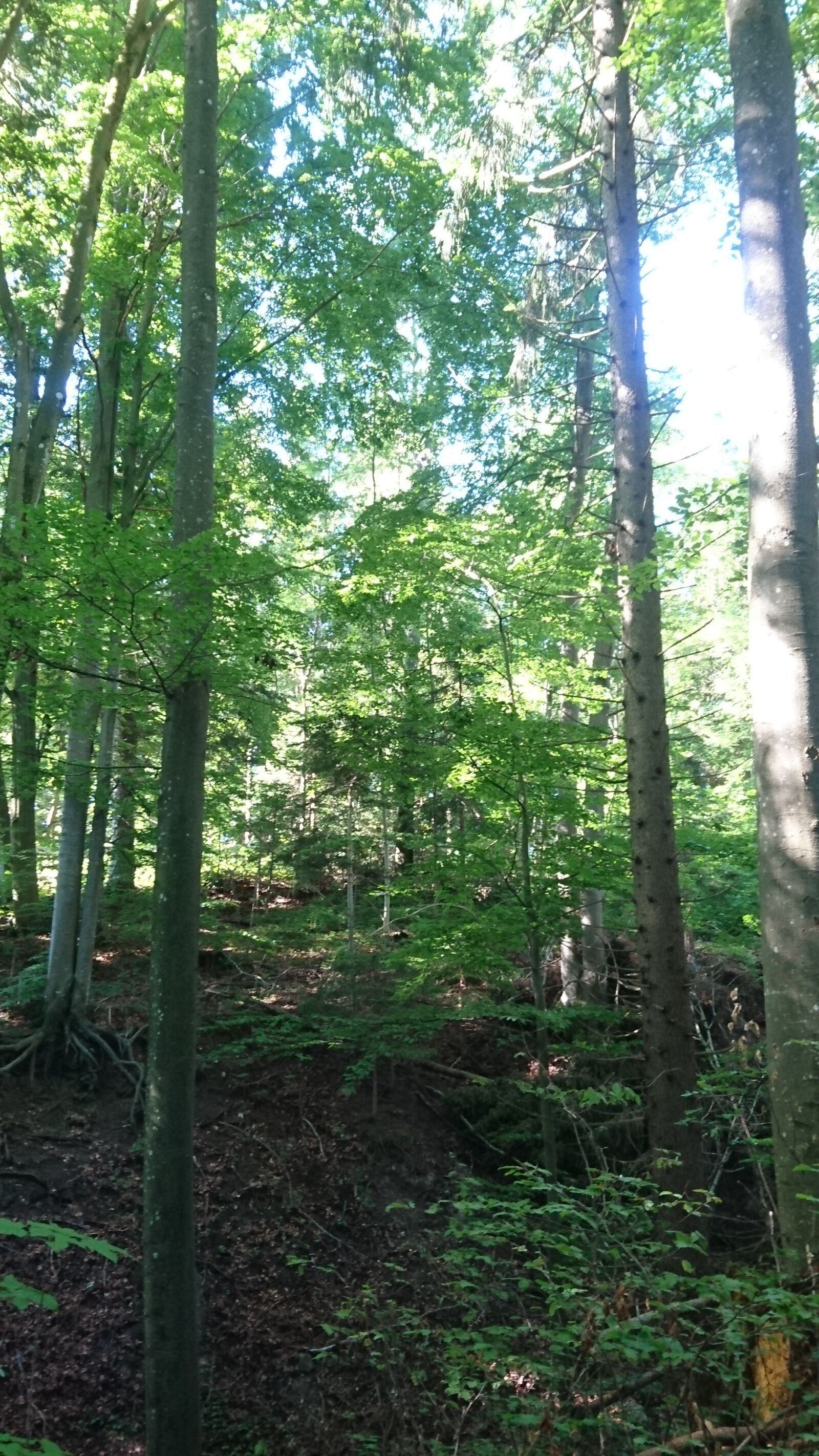 Sony Xperia Z5 Compact sample photo. Forest, summer, trees photography