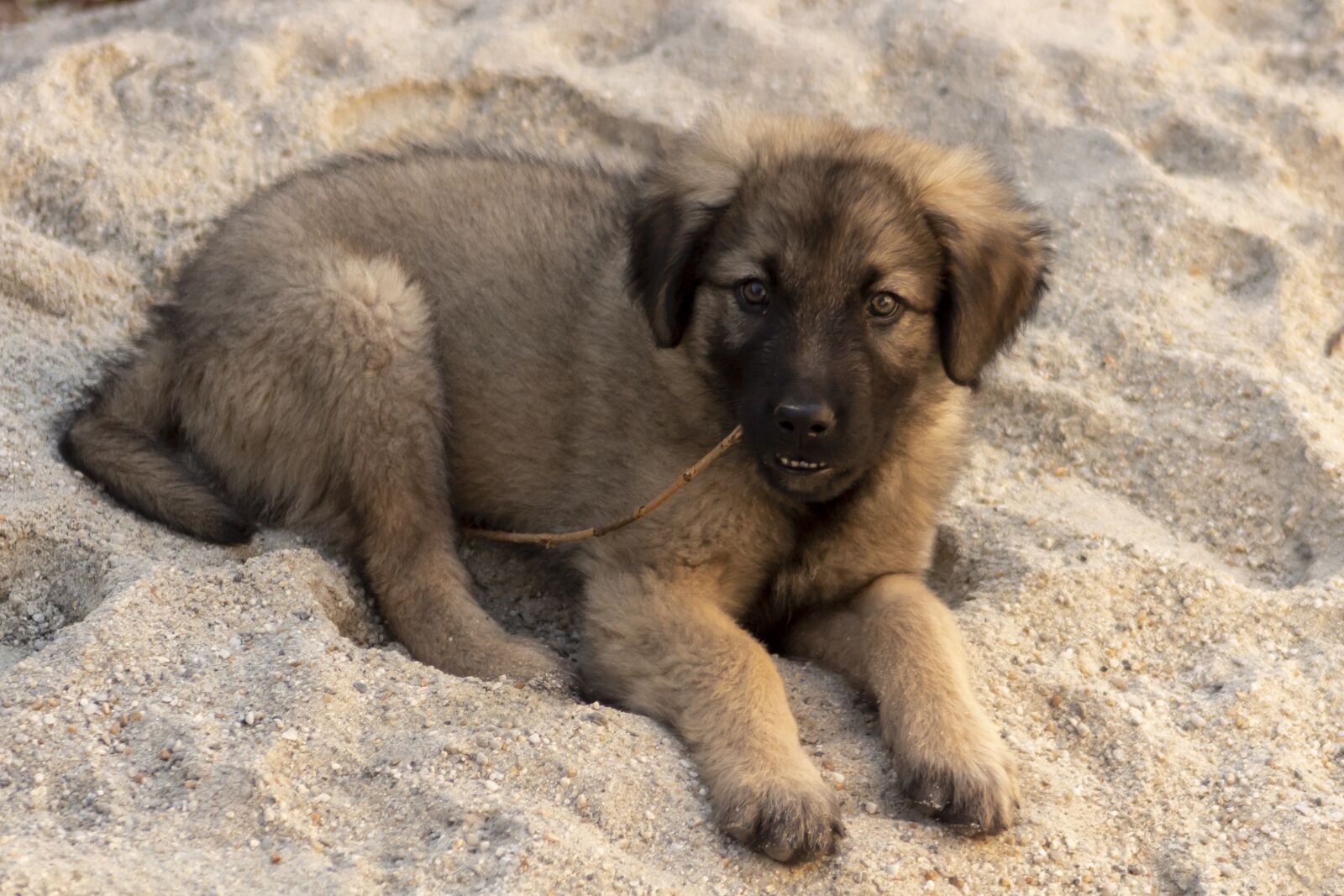 Canon EF75-300mm f/4-5.6 sample photo. Shepherd dog, dog, pets photography