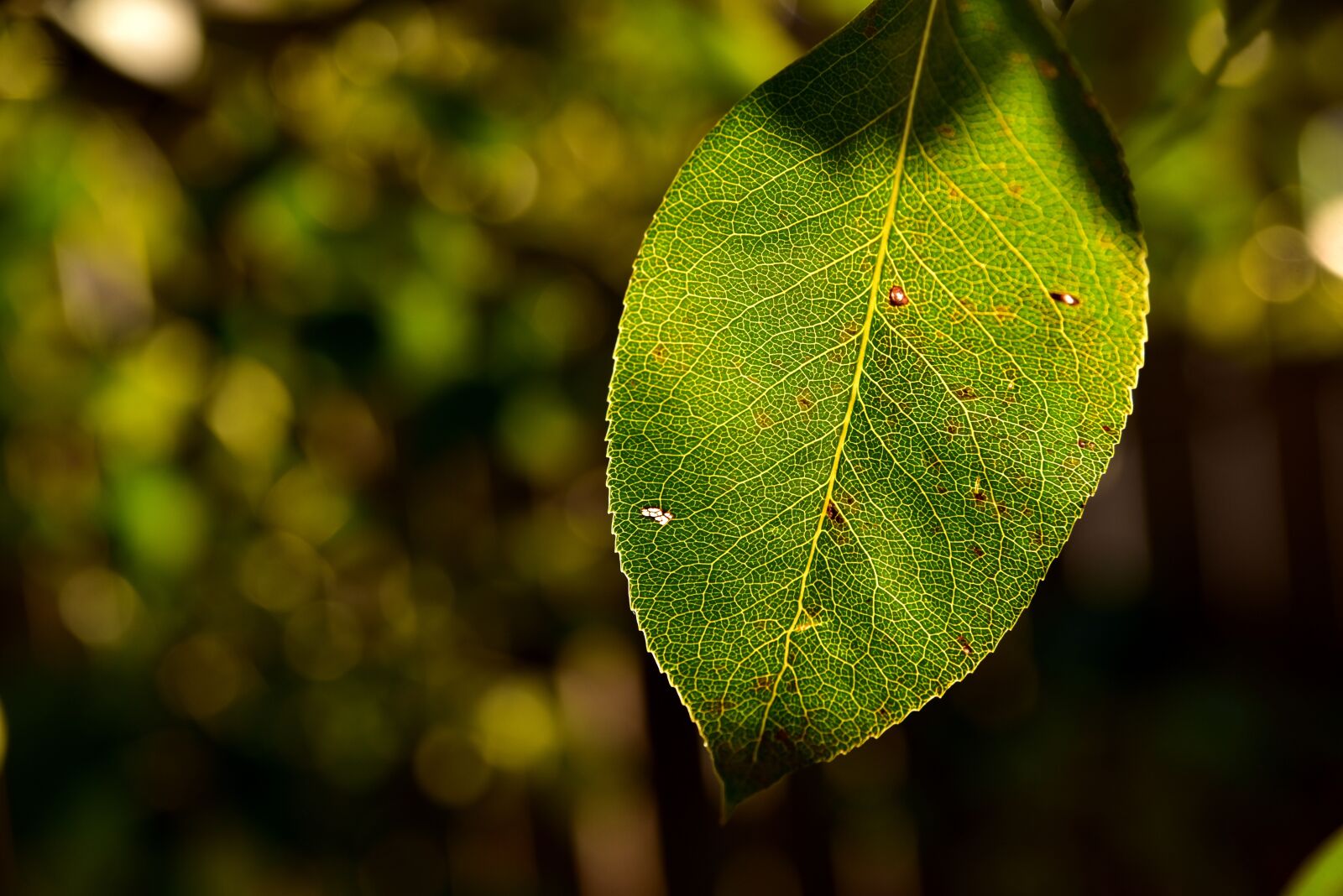 Nikon D750 sample photo. Leaf, pear leaf, backlighting photography