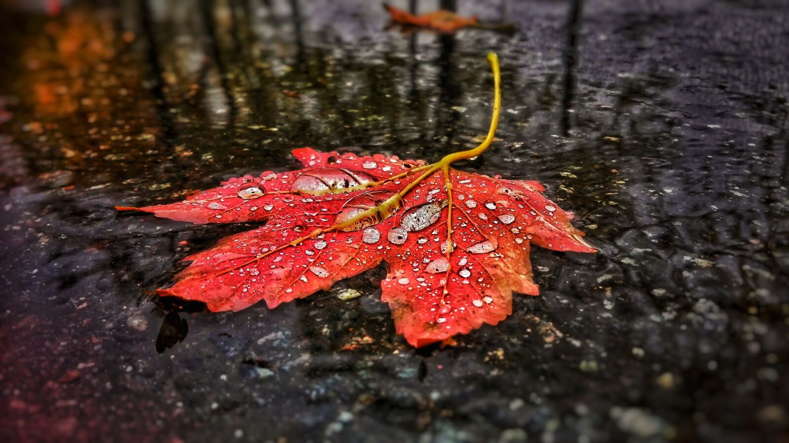 HUAWEI P8 Lite sample photo. Leaf, tree, road photography