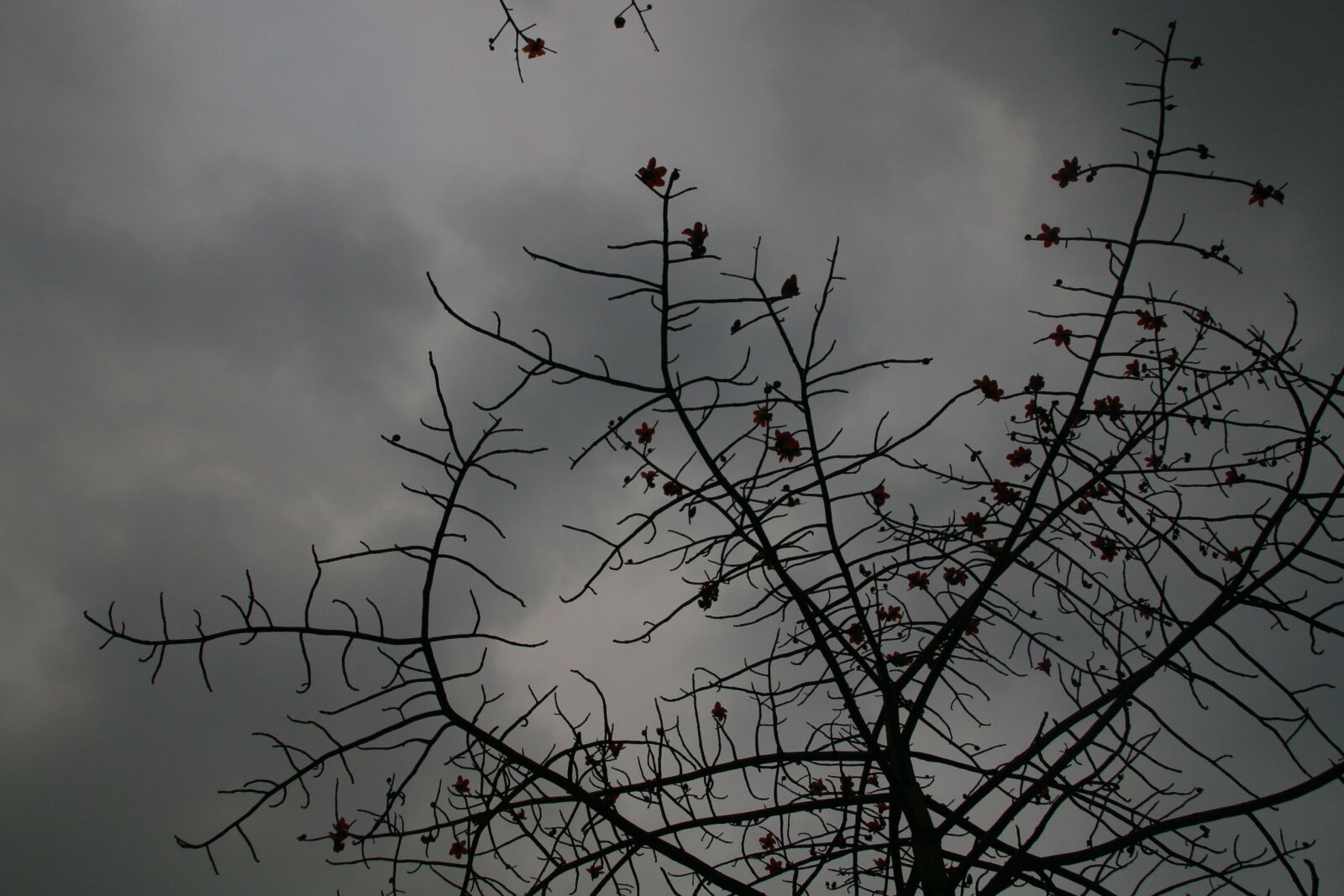 Canon EOS 70D + Canon TS-E 90mm F2.8 Tilt-Shift sample photo. Kapok, cloudy day, mood photography