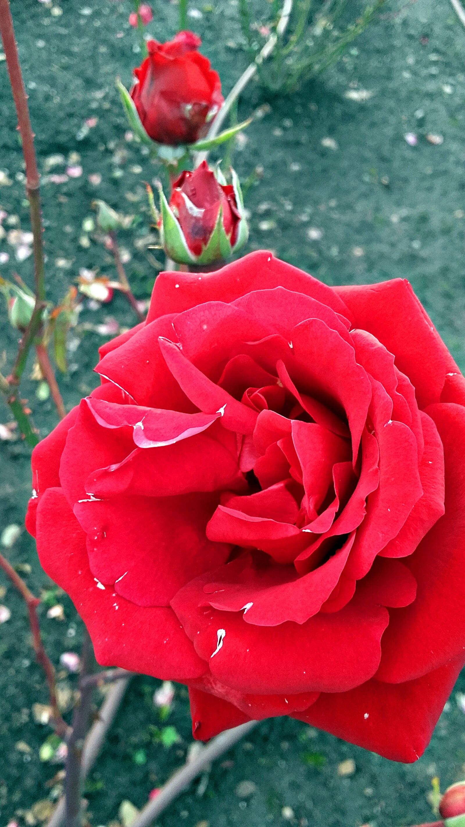 Samsung Galaxy Grand Prime sample photo. Rose, flower, red photography
