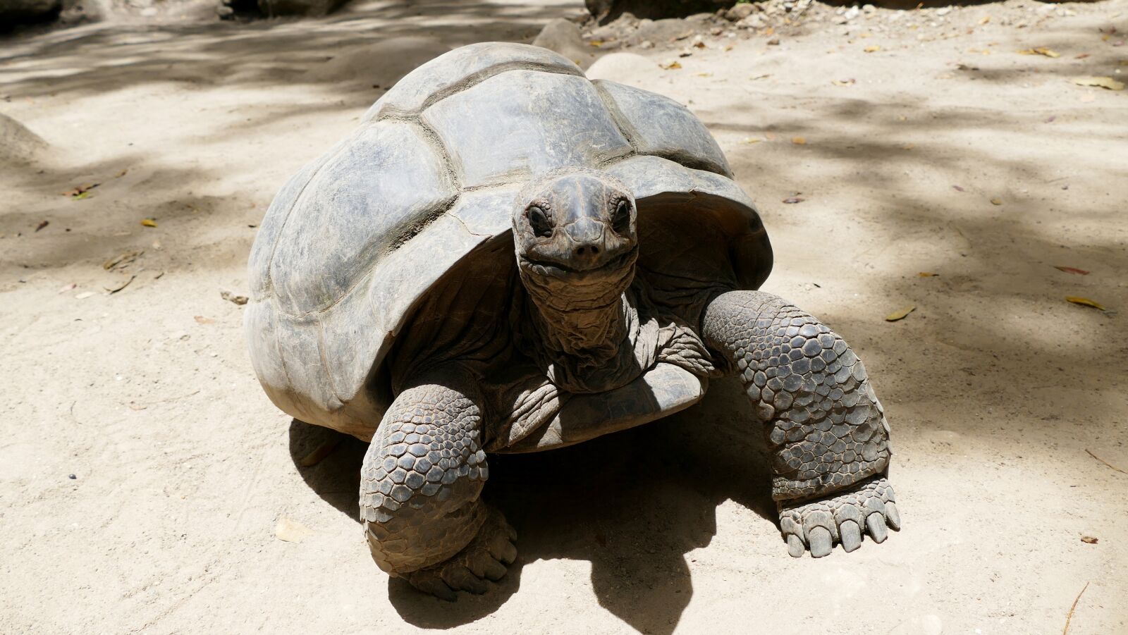 Panasonic Lumix DMC-FZ1000 sample photo. Turtle, seychelles, beach photography