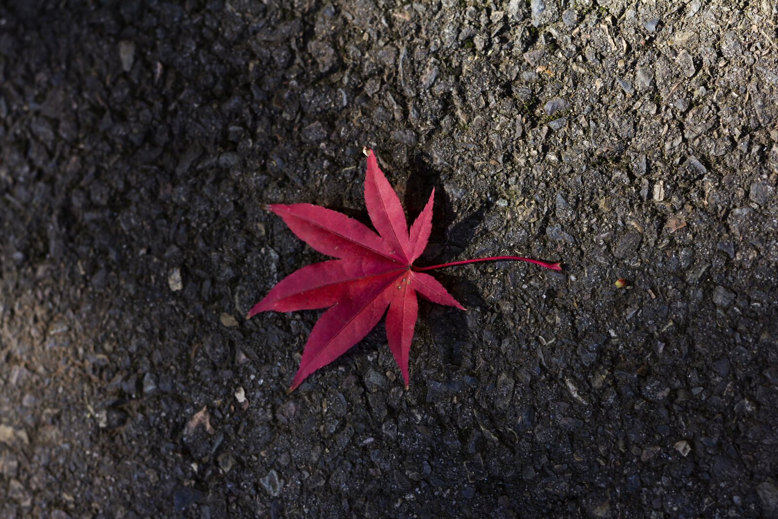 Canon EOS 60D + Canon EF 50mm F1.8 STM sample photo. Maple, leaf, red photography