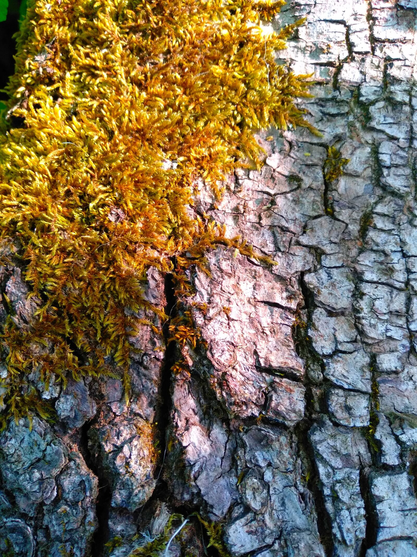 Xiaomi Redmi 5 Plus sample photo. Tree, autumn, leaf photography