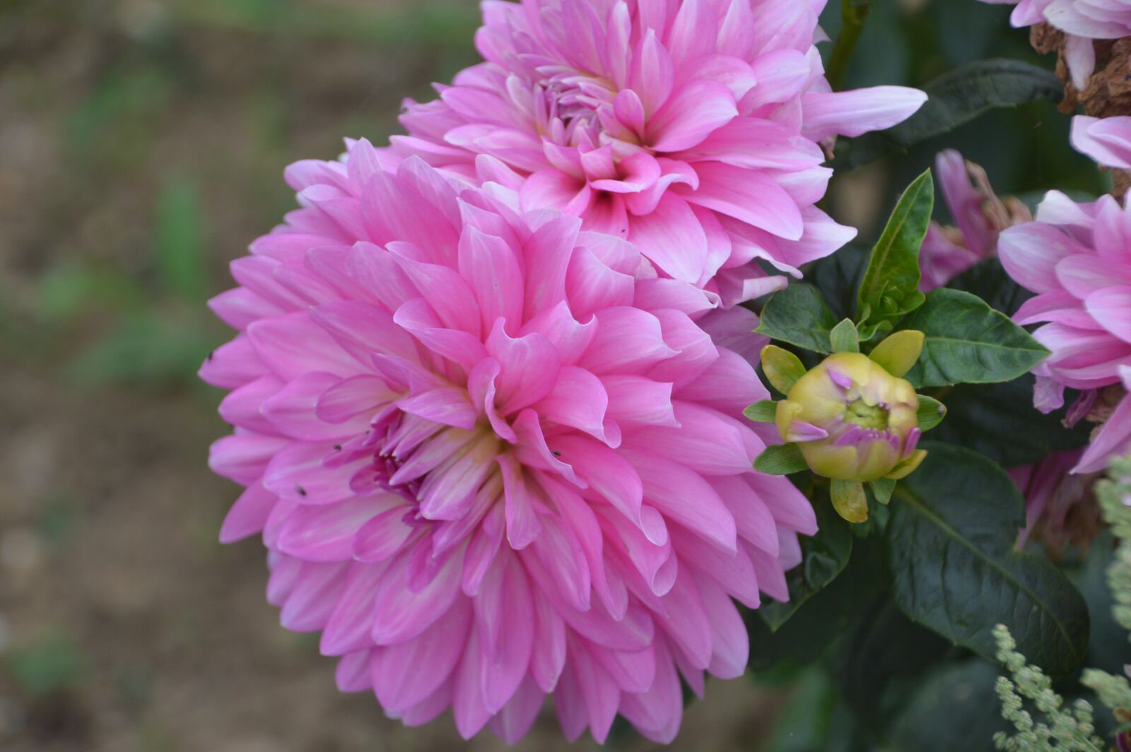 Nikon D3200 sample photo. Dahlia, flower, decoration photography