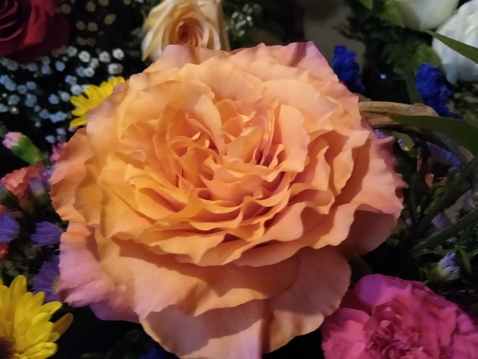 Motorola moto g(7) power sample photo. Rose, flower, nature photography