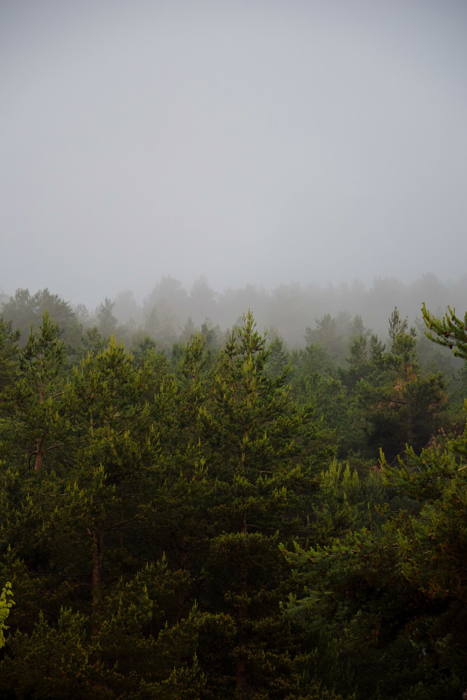 Nikon D5300 sample photo. Mist, fog, pine photography