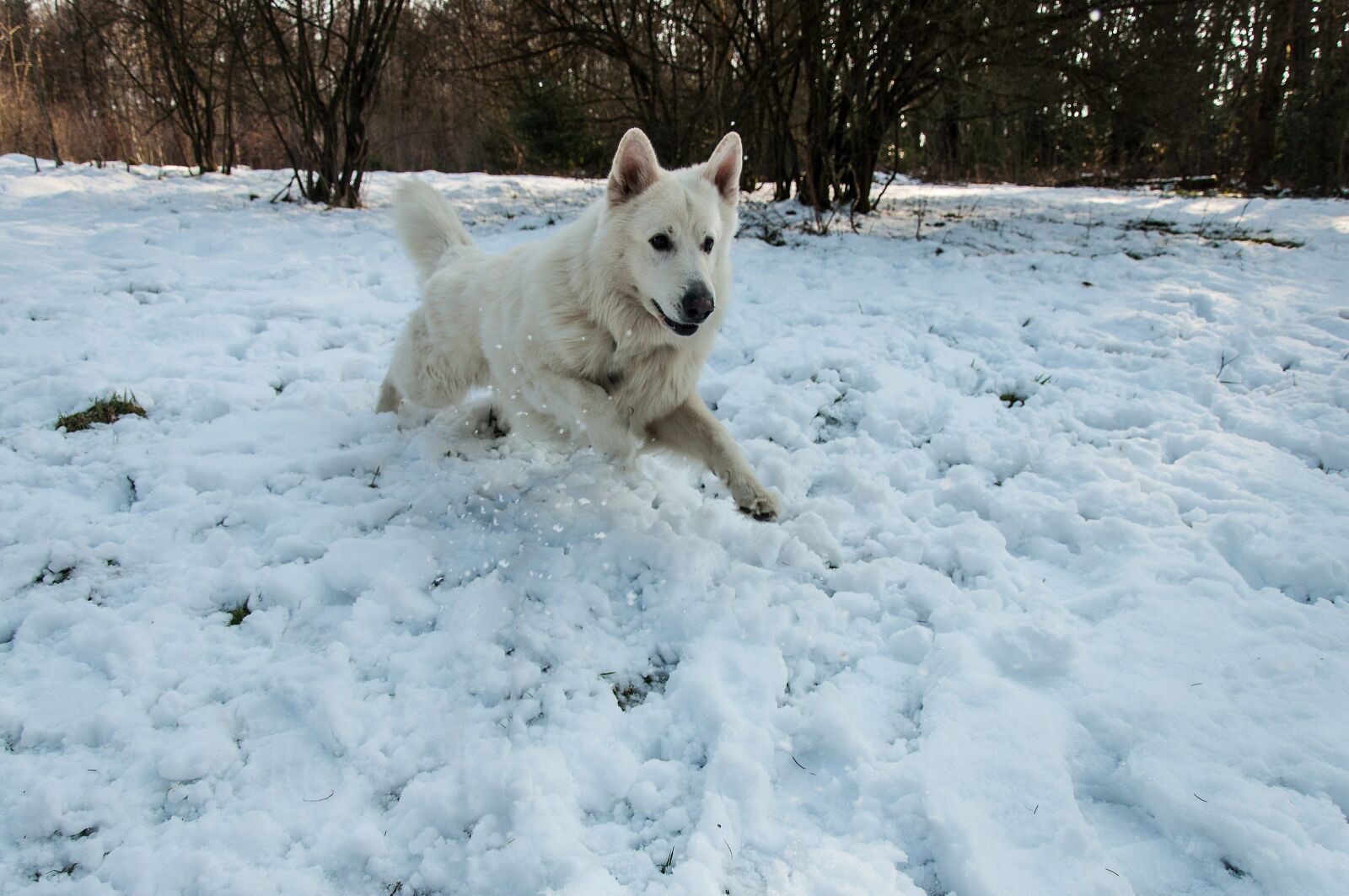 Nikon D5000 sample photo. Snow, winter, cold photography