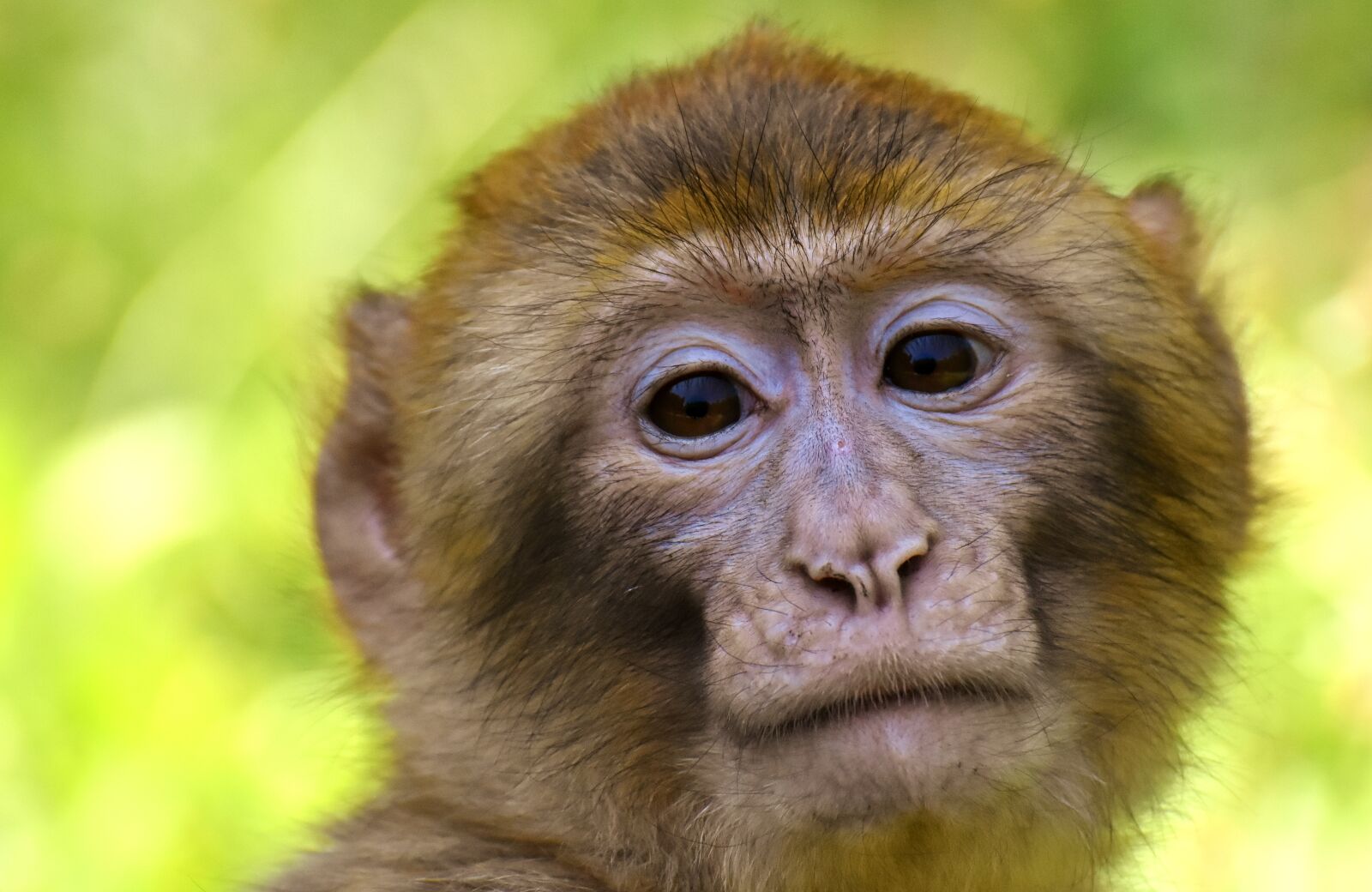 Nikon D7200 sample photo. Barbary ape, endangered species photography