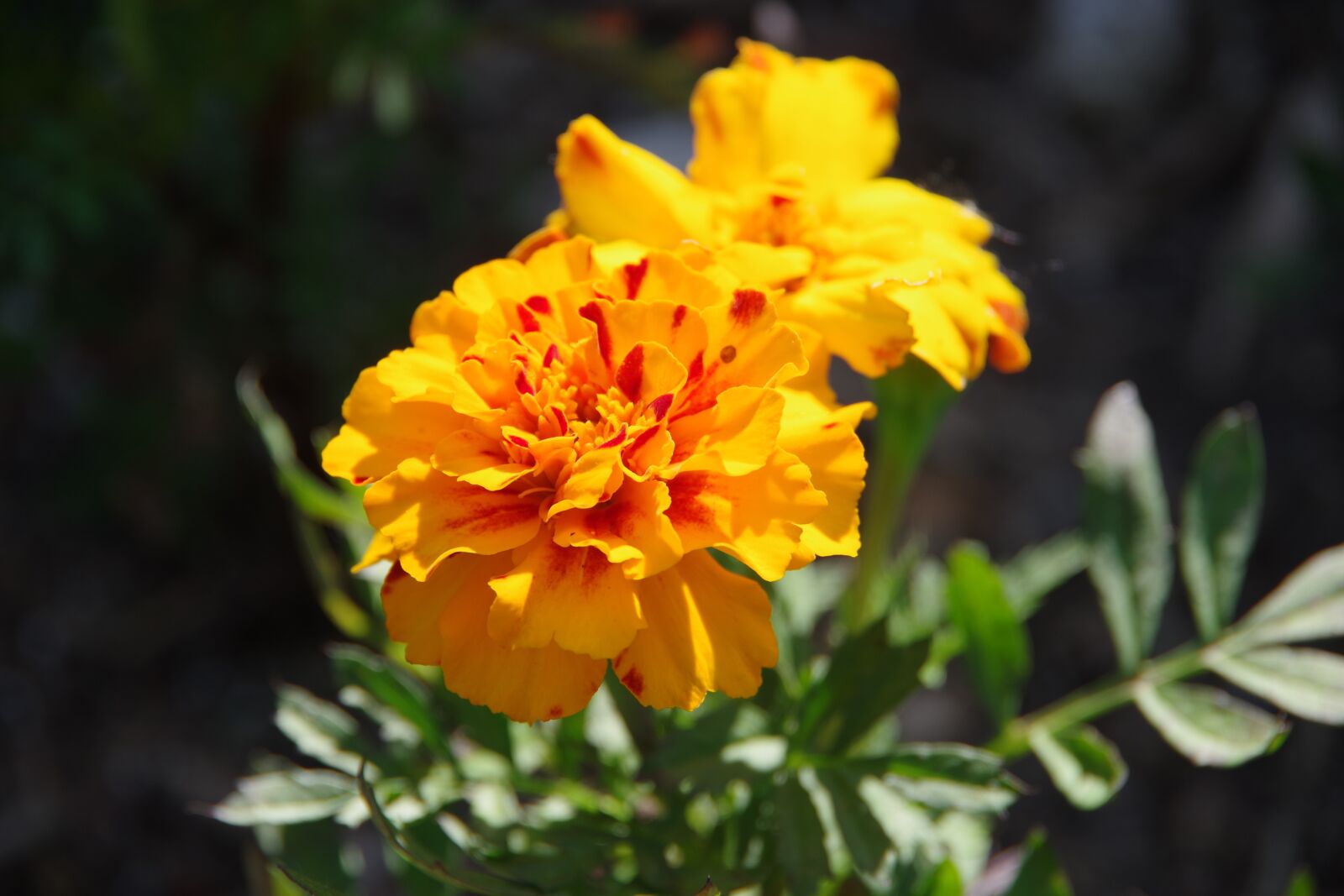 Pentax K-70 sample photo. Marigold, flower, bloom photography