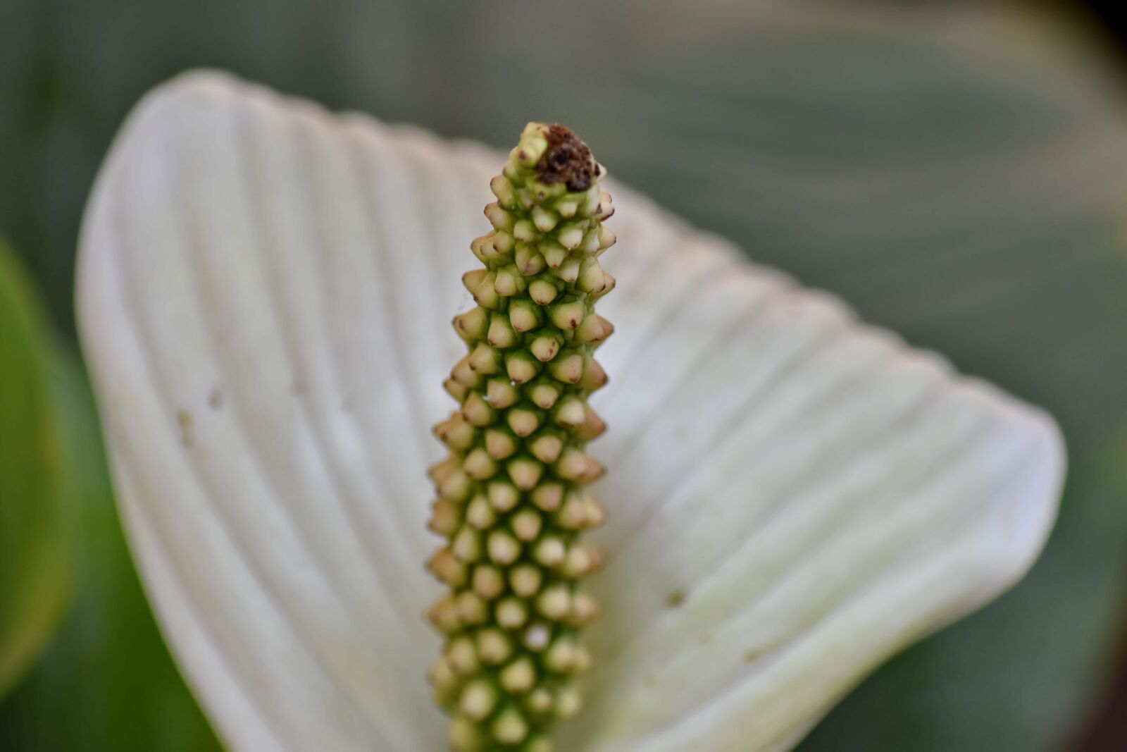 Nikon D5500 sample photo. Brazil, exotic, pistil, tropical photography
