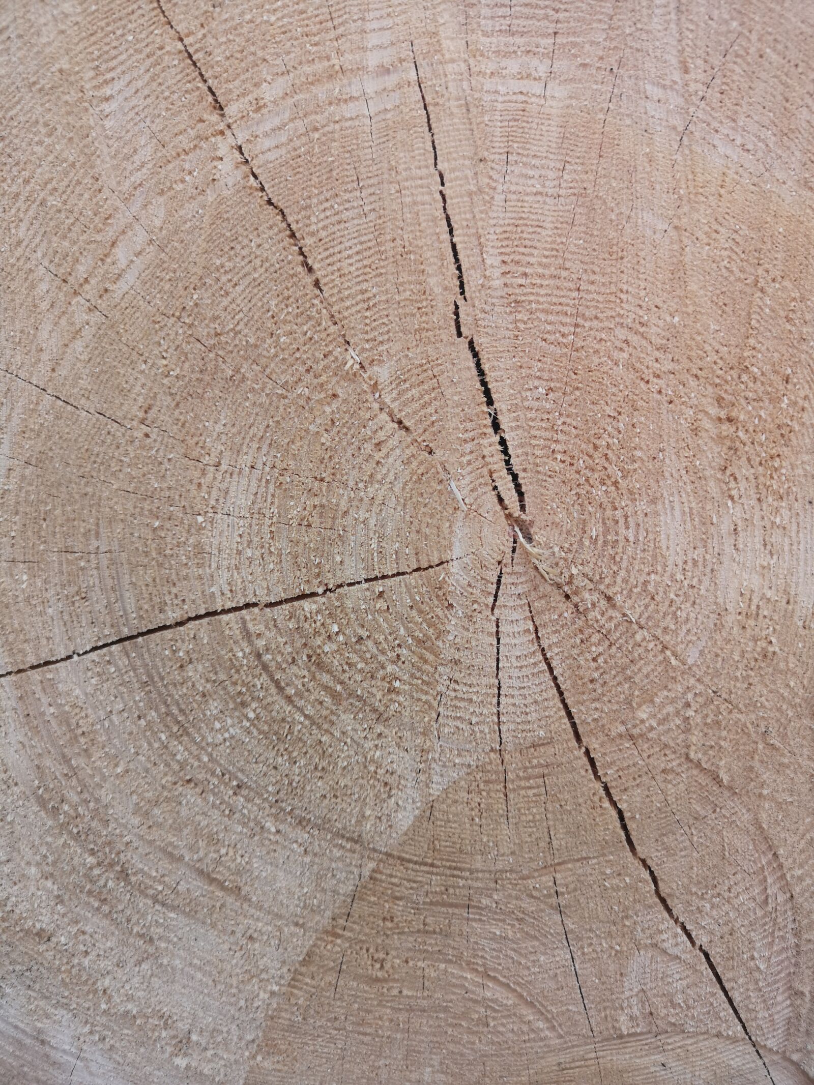 HUAWEI CLT-L29 sample photo. Wood, tree rings photography