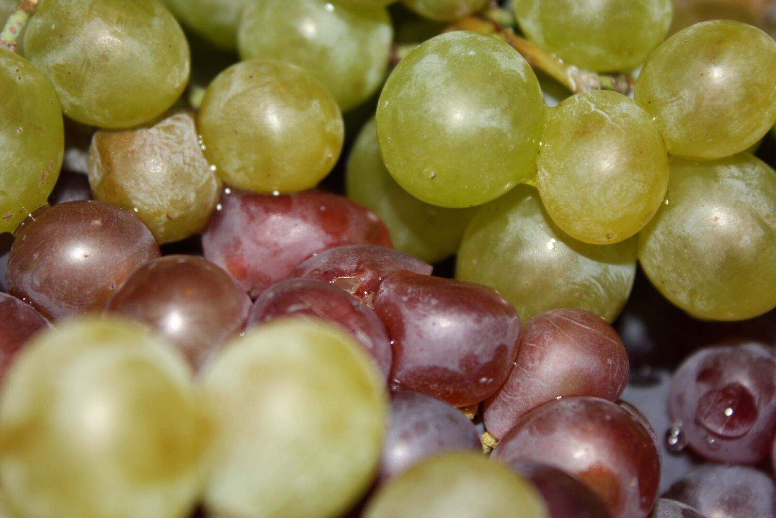 Canon EF-S 18-55mm F3.5-5.6 IS sample photo. Grapes, fruit, close-up, organic photography
