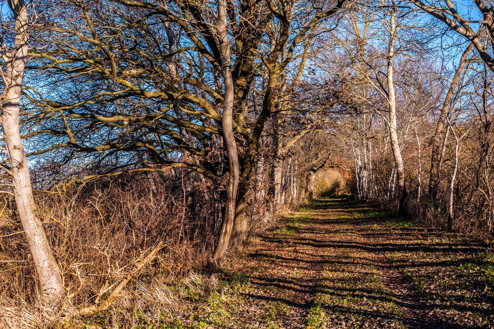 Nikon D700 sample photo. Away, autumn, trees photography