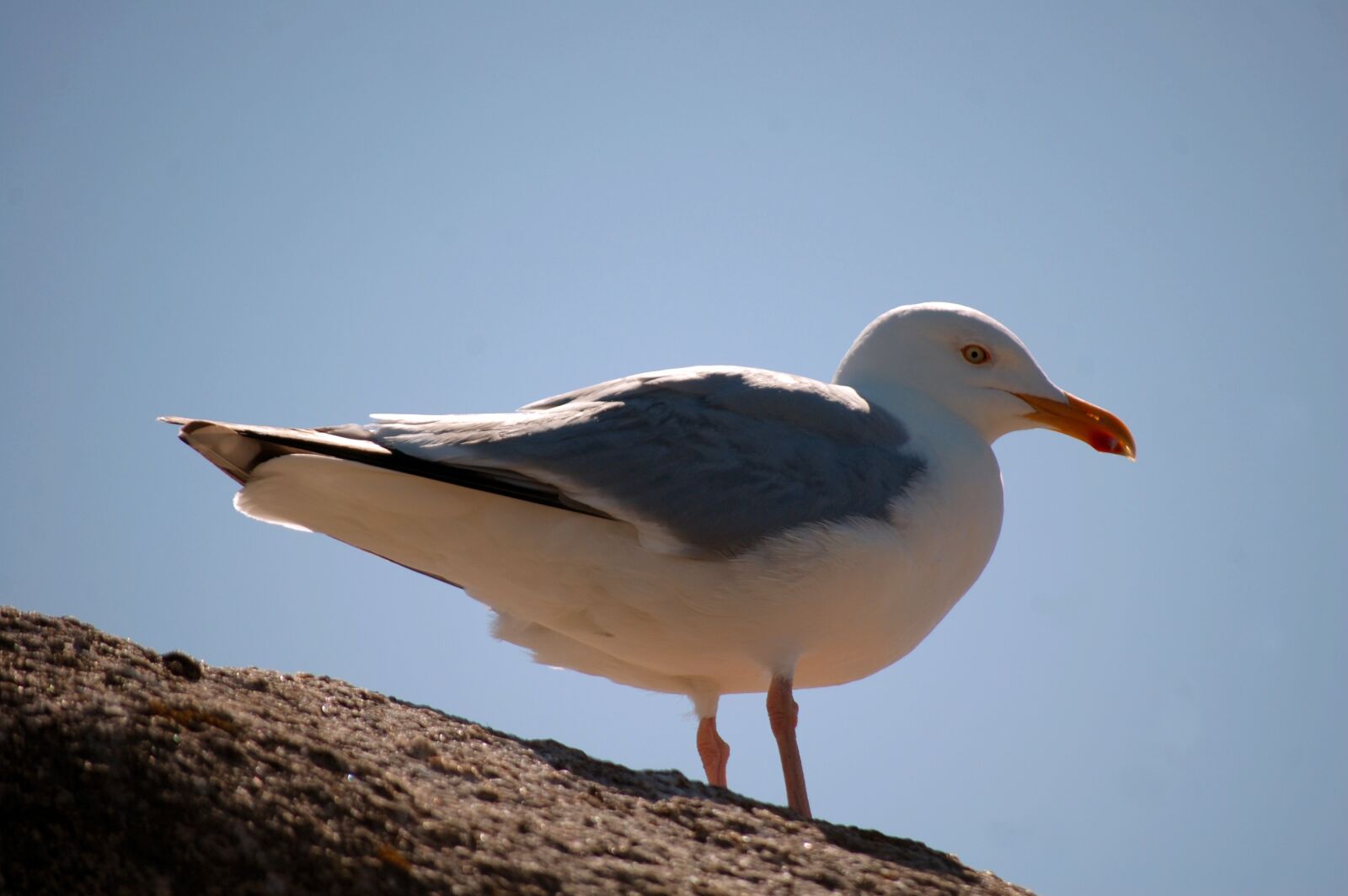 Nikon D40 sample photo. Bird, sea, seagull photography