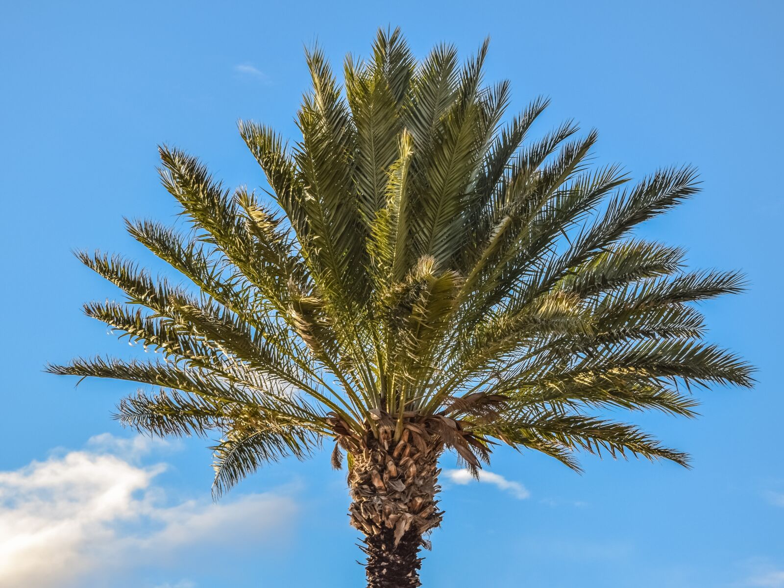 Nikon D3300 sample photo. Palm, tree, tropical photography