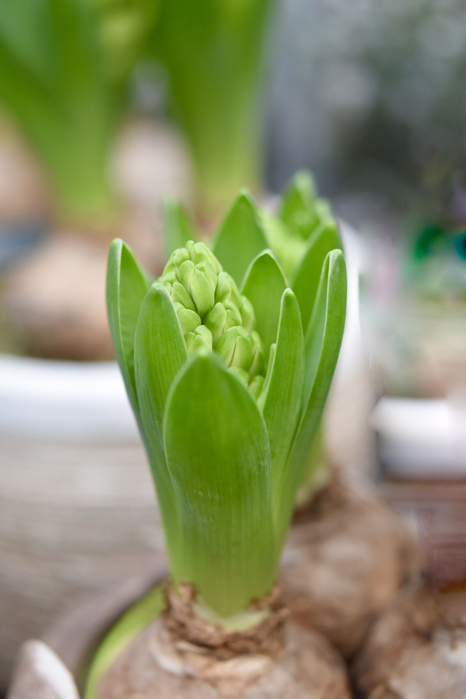 Nikon D5600 sample photo. Flower, hyacinth, leaves of photography