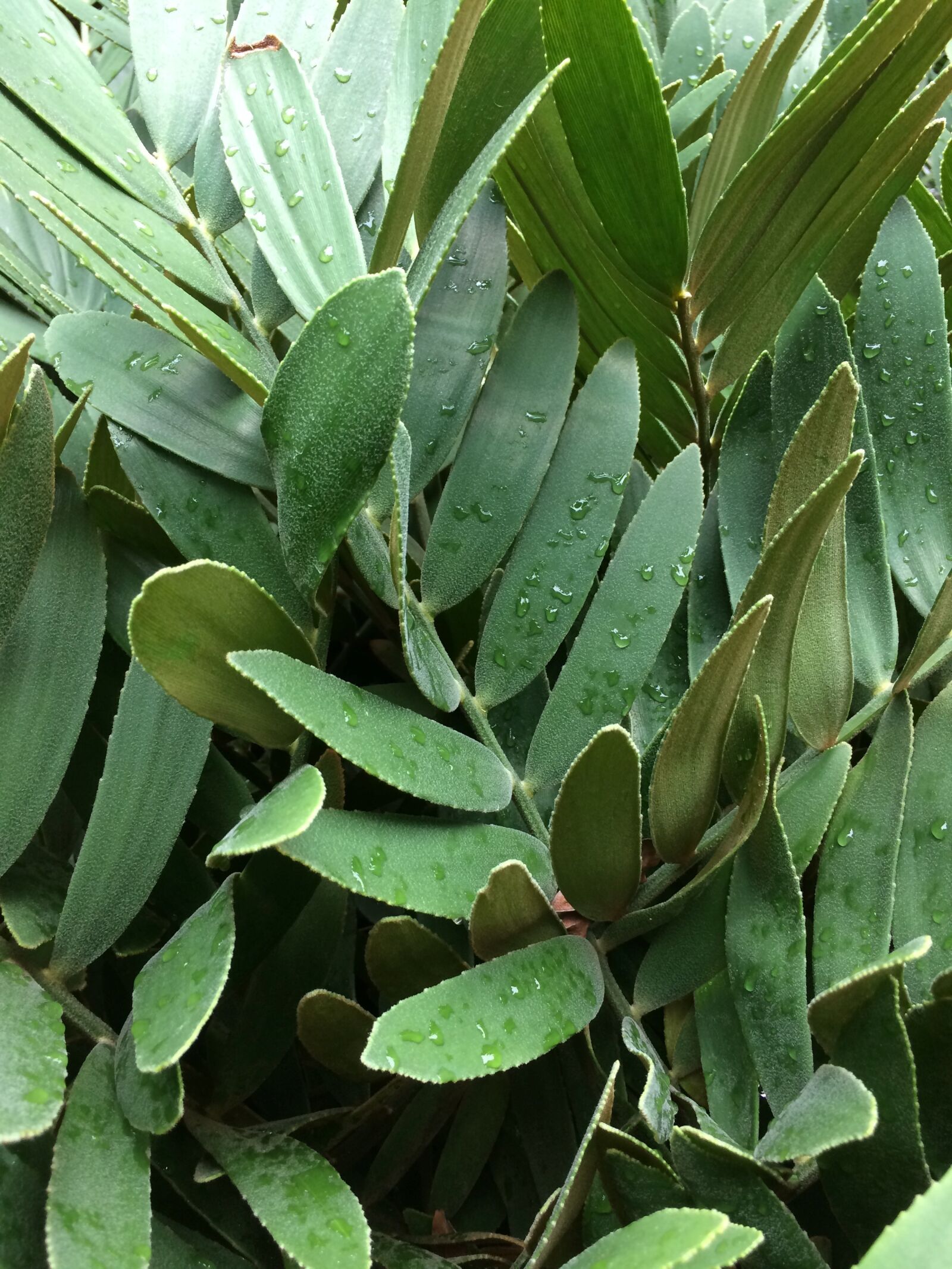 iPhone 5s back camera 4.15mm f/2.2 sample photo. Green, leaves, leaves, wet photography