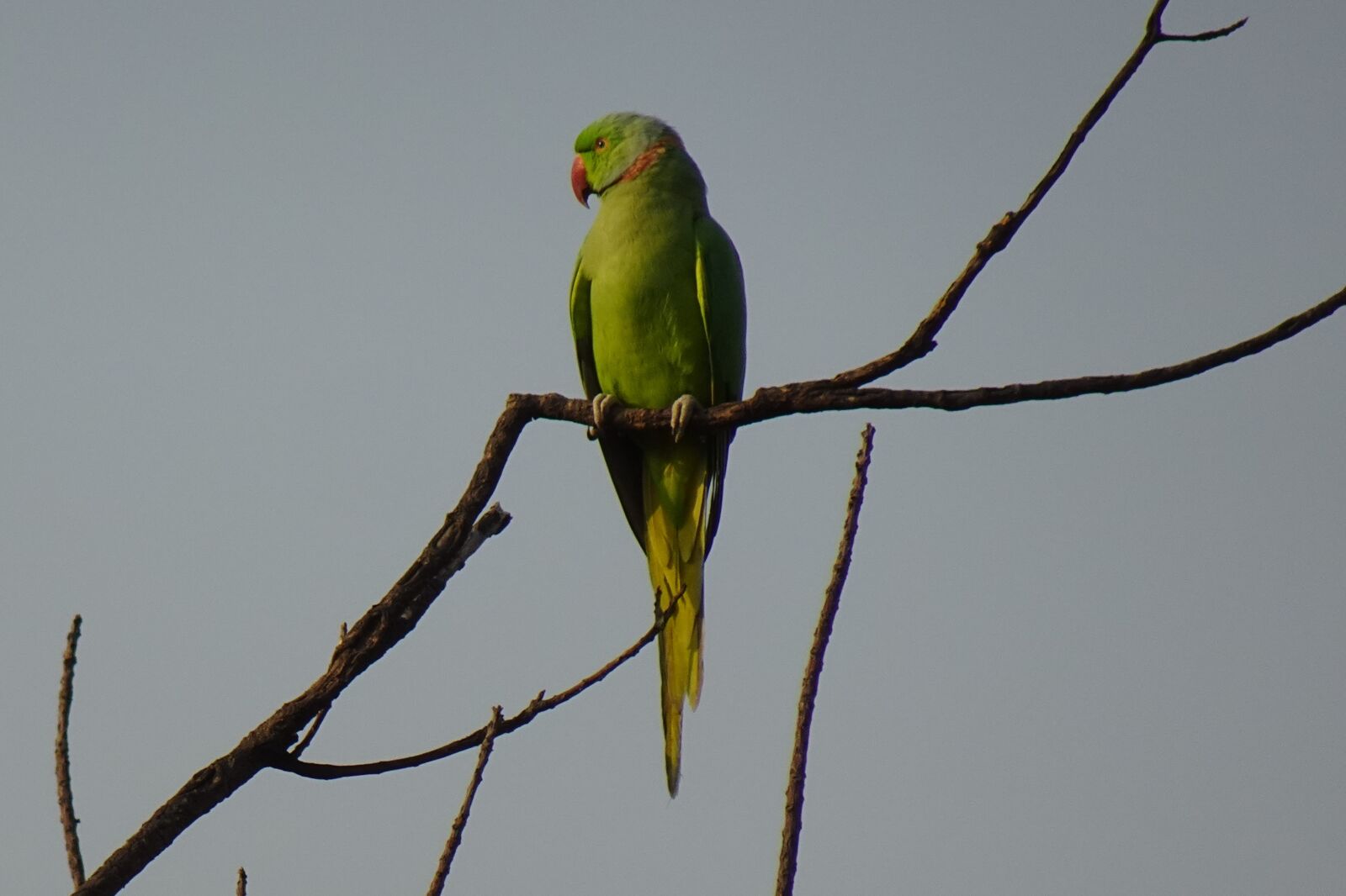 Sony DSC-WX800 sample photo. Bird, parakeet, green photography