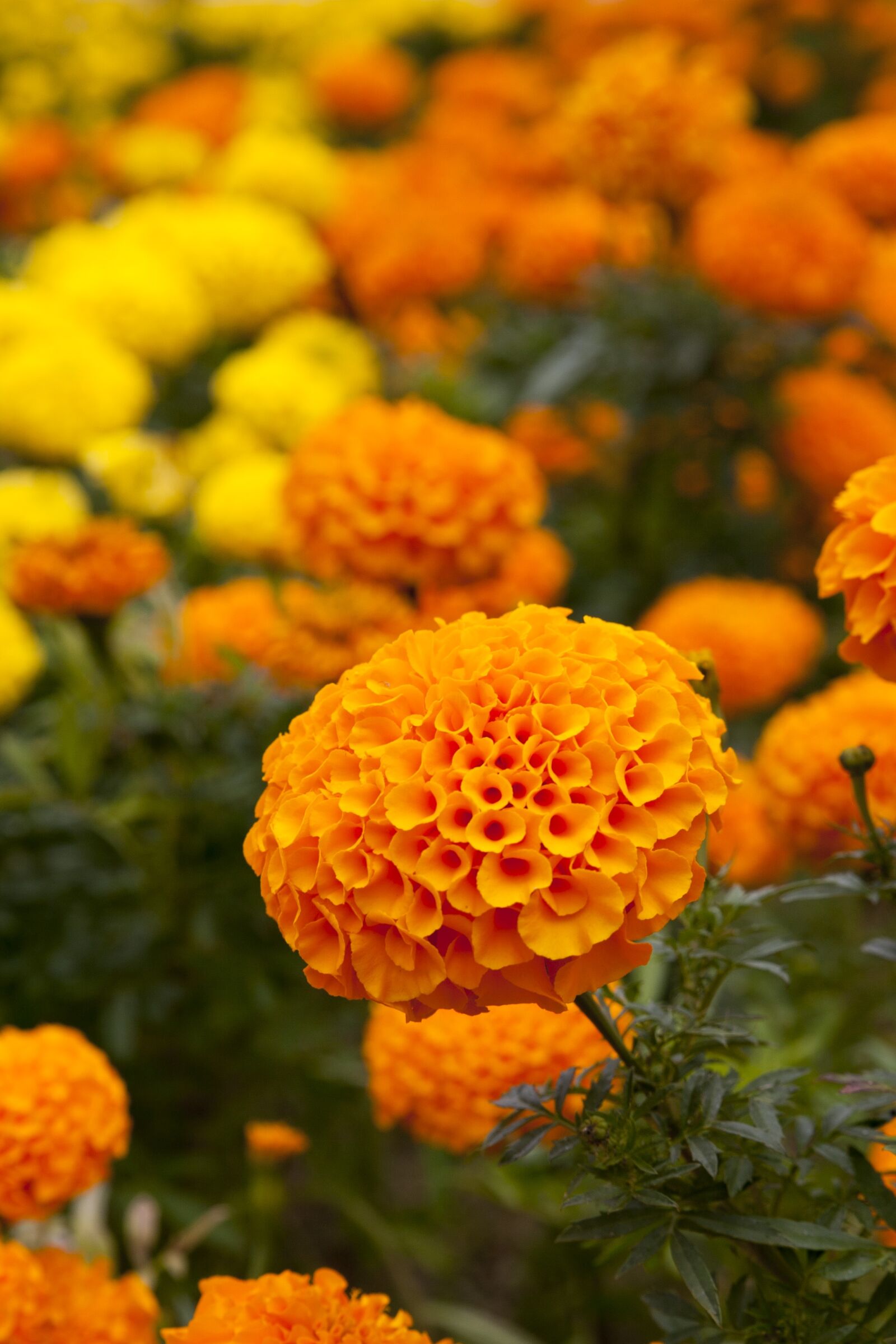 Canon EOS 5D sample photo. Autumn, autumn flowers, flowers photography
