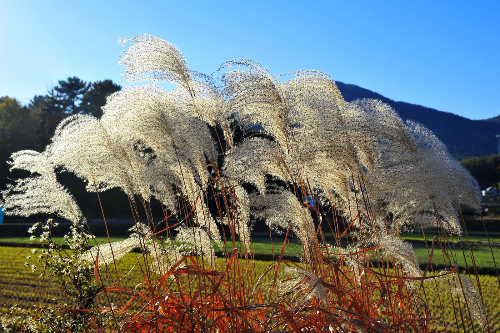 Nikon D3S sample photo. Silver grass, autumn, nature photography
