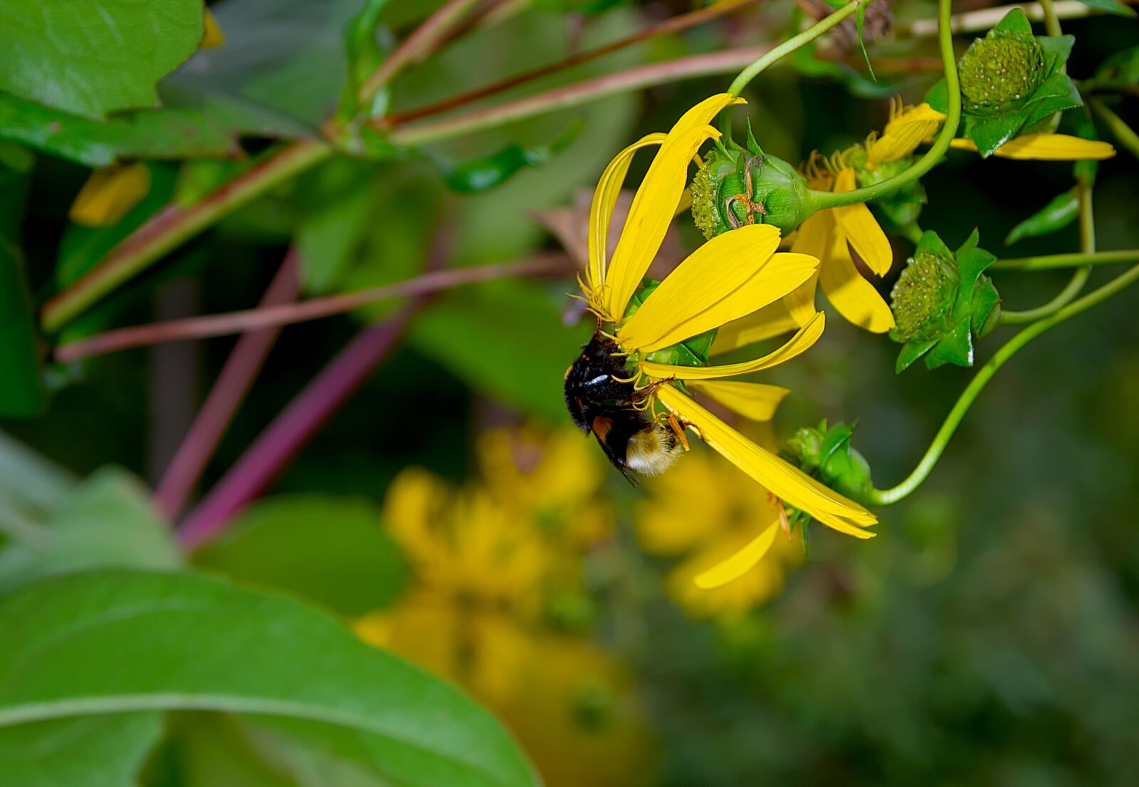 Nikon D3300 sample photo. Hummel, yellow, blossom photography