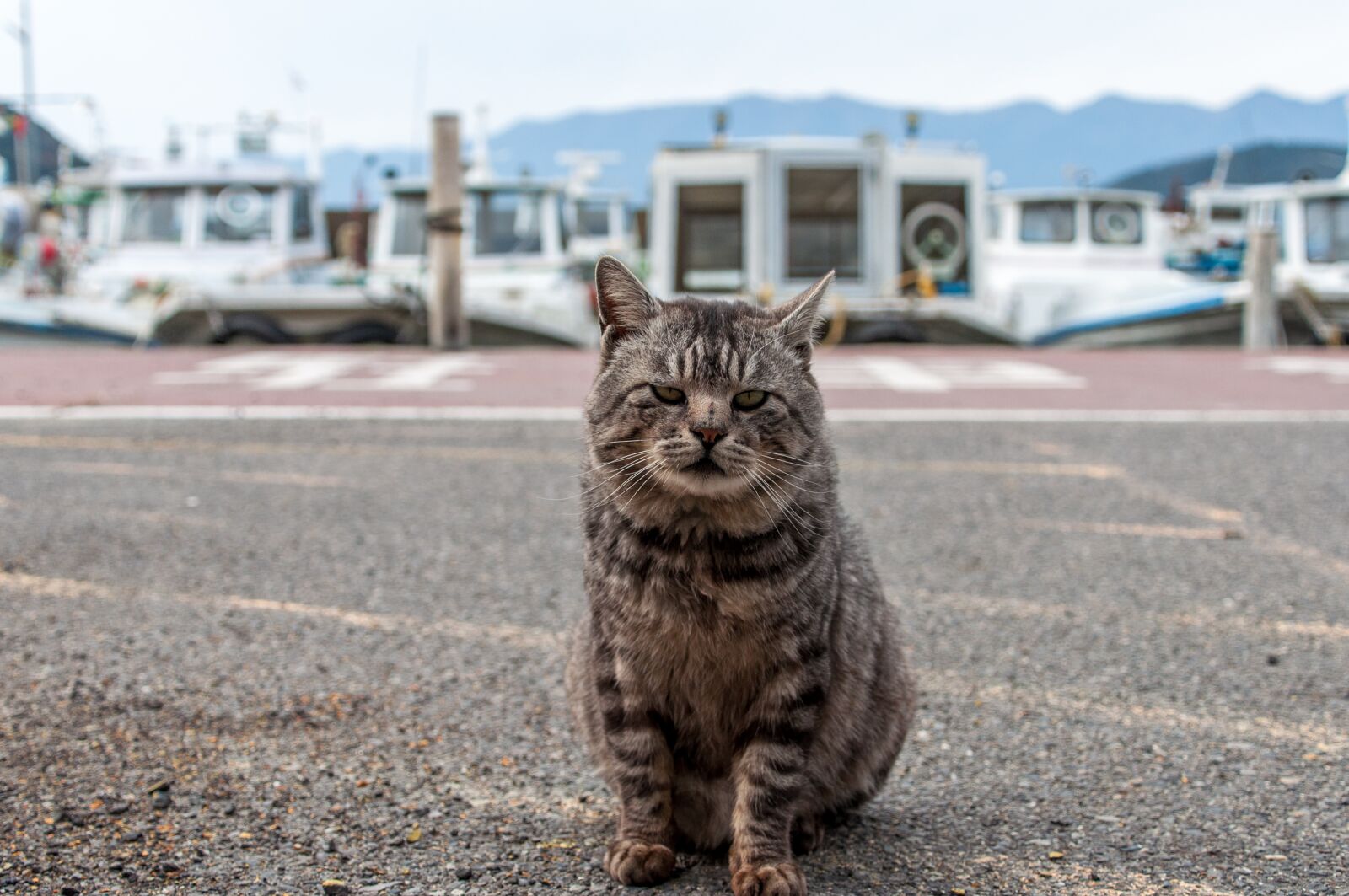 Nikon D90 sample photo. Cat, animal, adorable photography