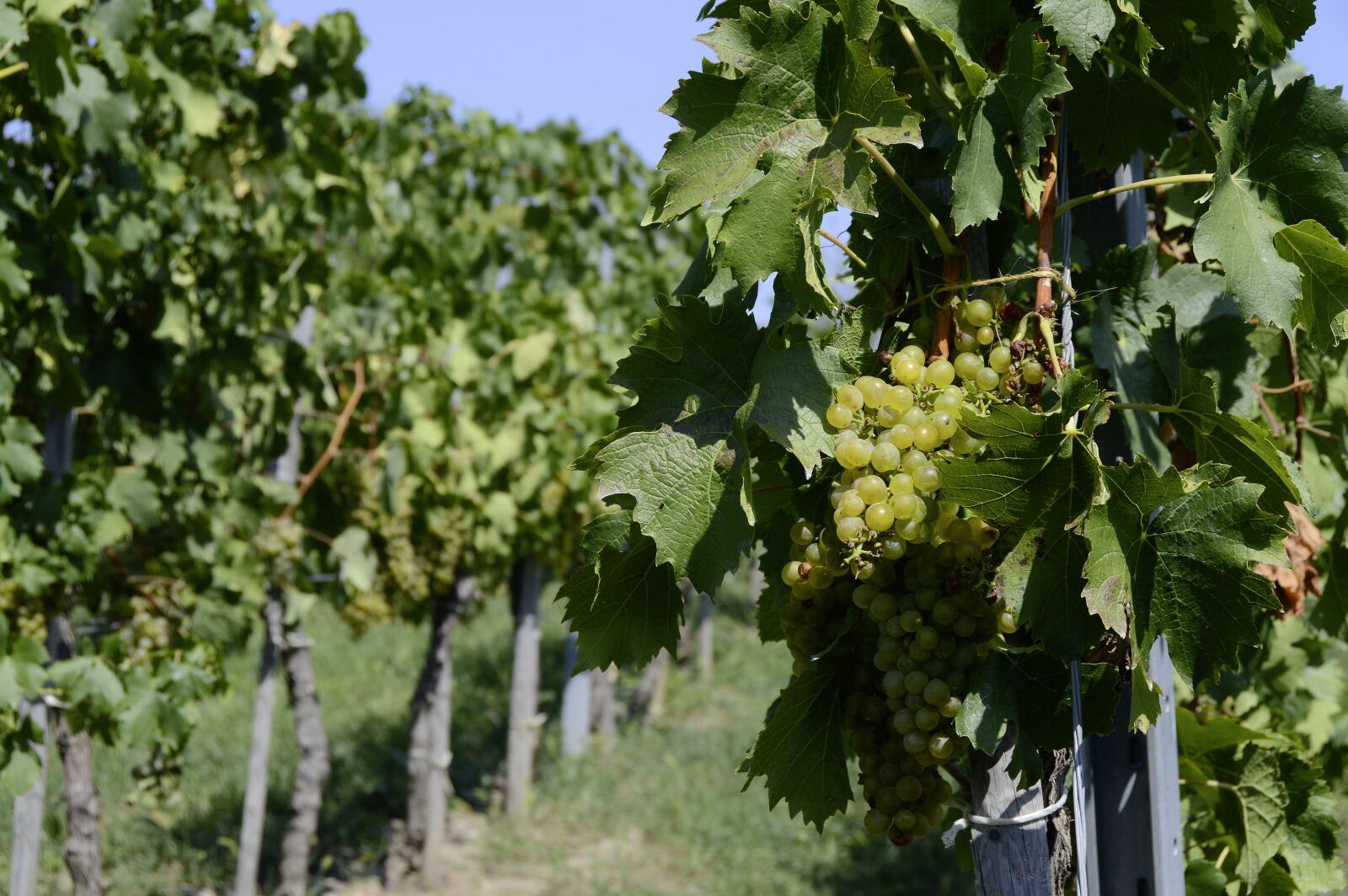 Nikon D3200 sample photo. Grapes, winegrowing, vine photography