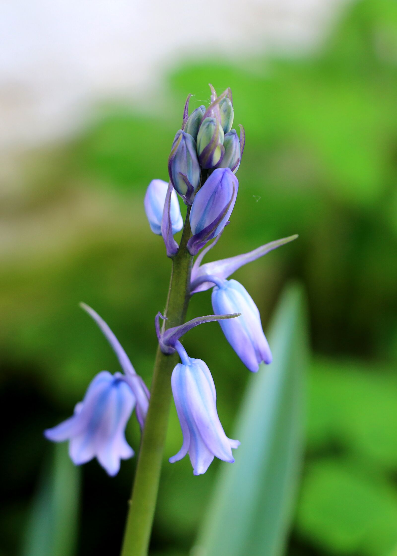 Canon EOS 70D sample photo. Hyacinth, flower, nature photography