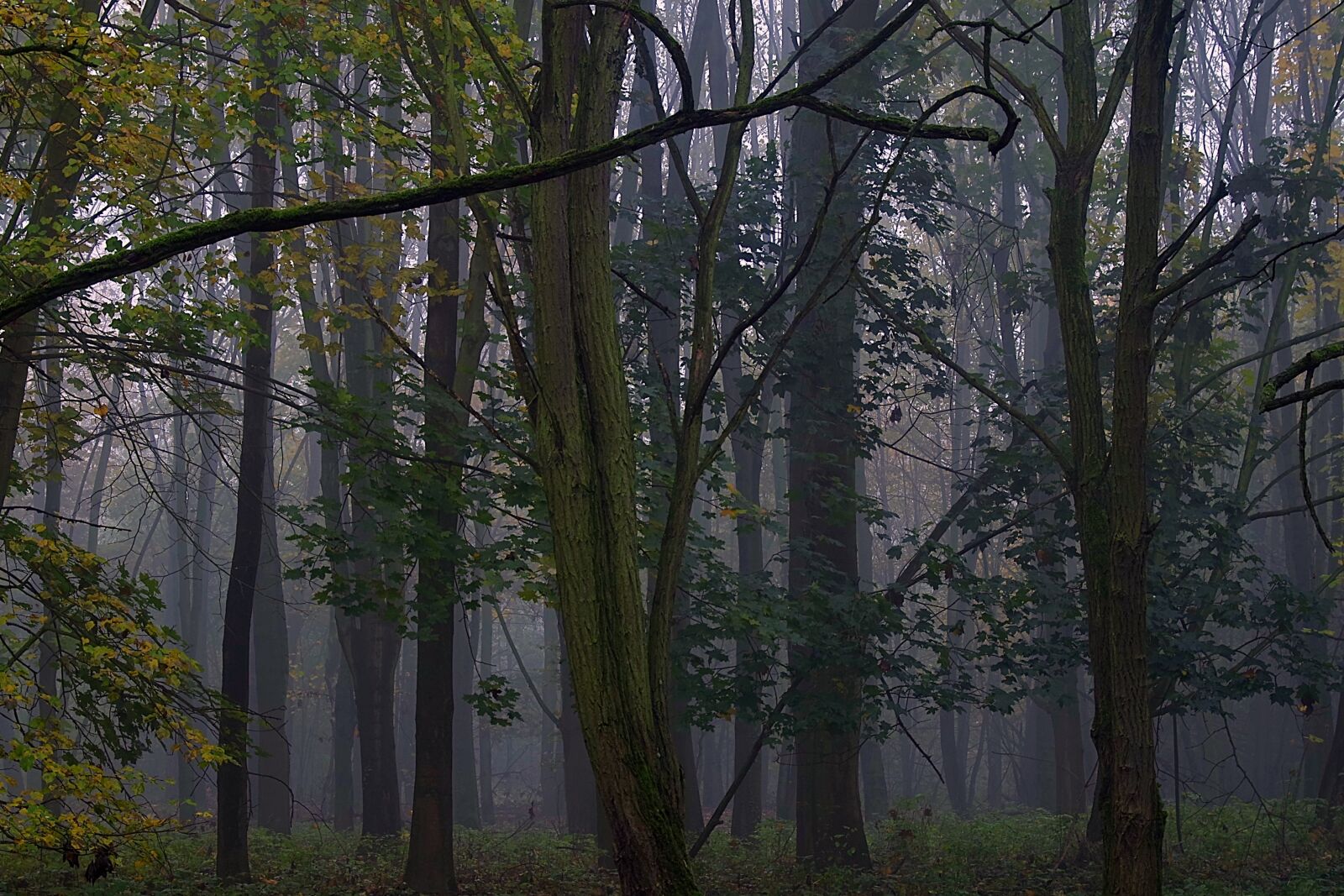 Pentax K-S2 sample photo. The fog, forest, tree photography