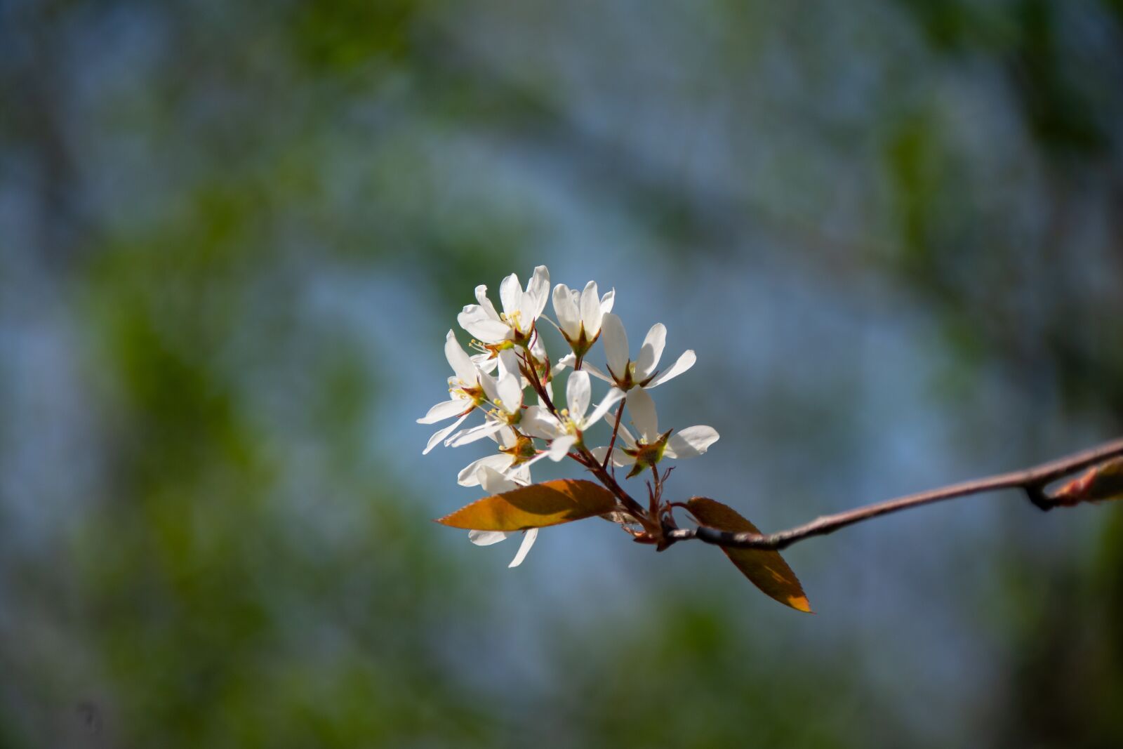 Nikon D3400 sample photo. Amelanchier, blossom, bloom photography
