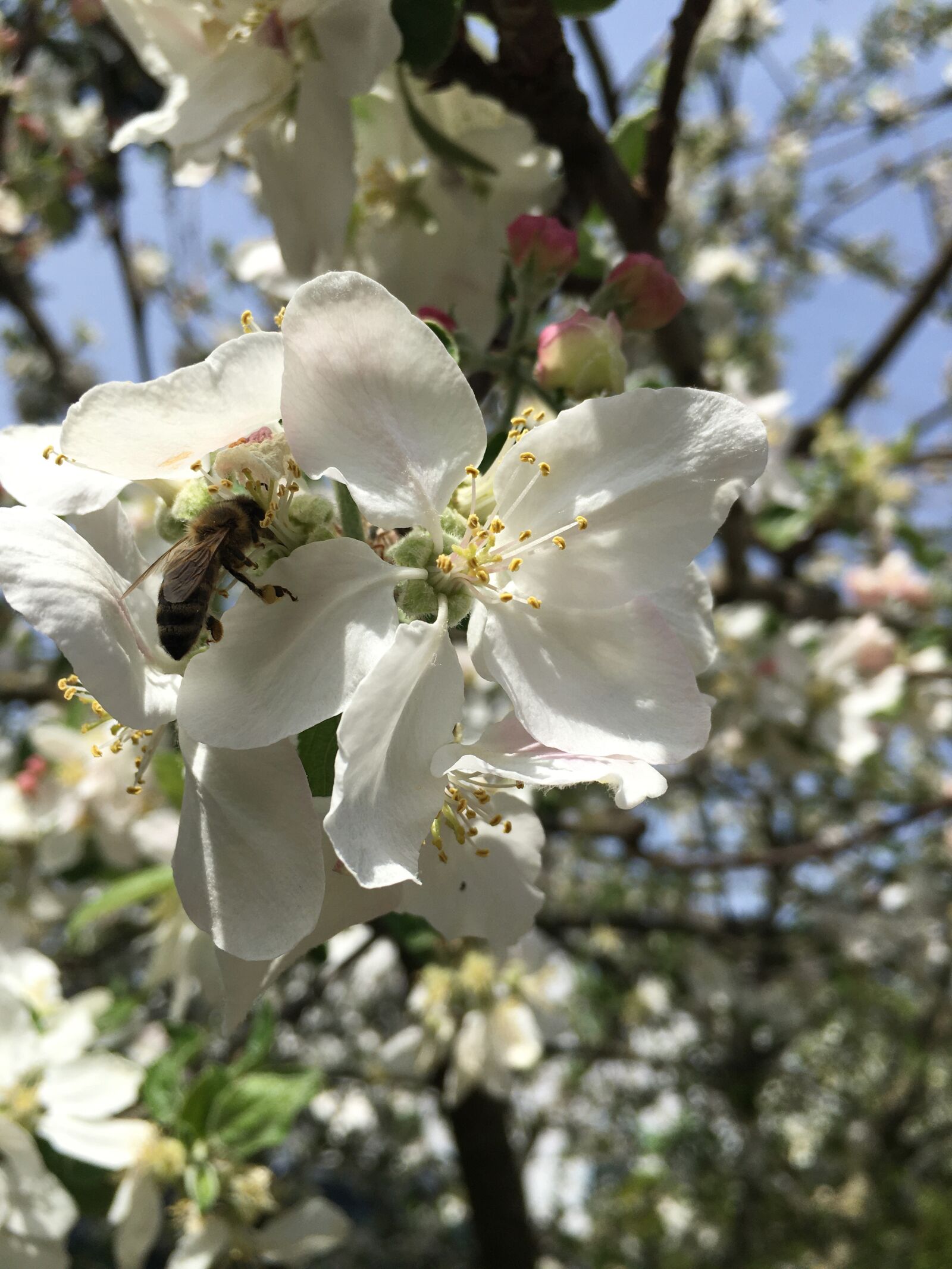 Apple iPhone 6s Plus sample photo. Spring flower, blossom, white photography