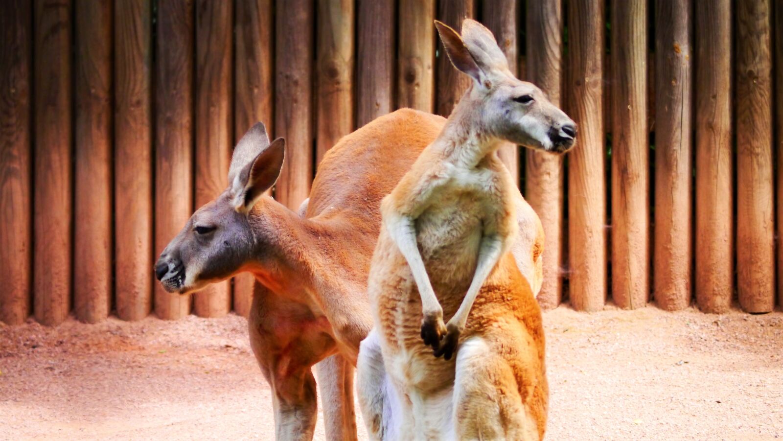 Panasonic Lumix DMC-G3 sample photo. Kangaroos, marsupial, red kangaroo photography