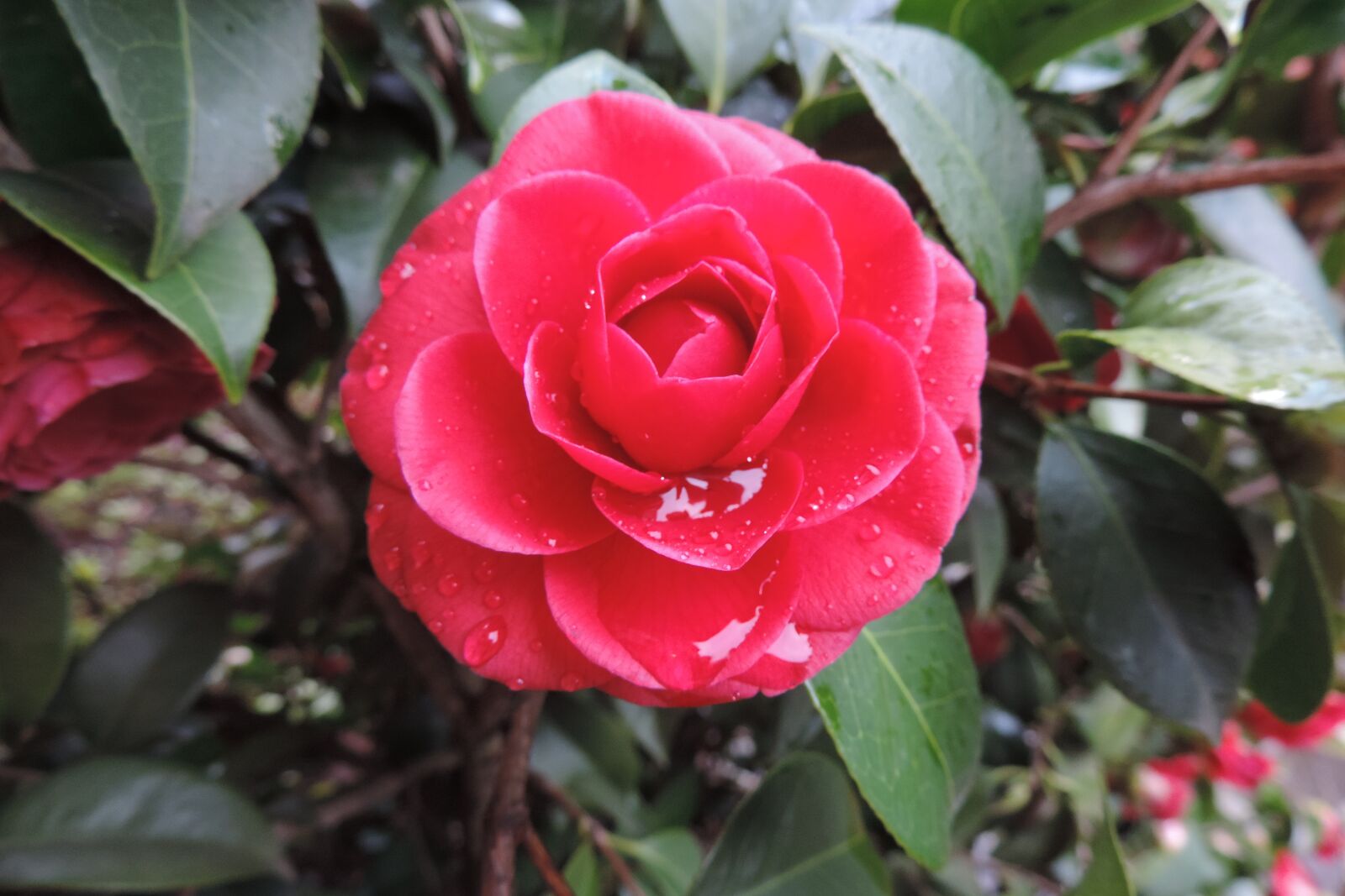 Nikon Coolpix P520 sample photo. Flower, nature, plant photography
