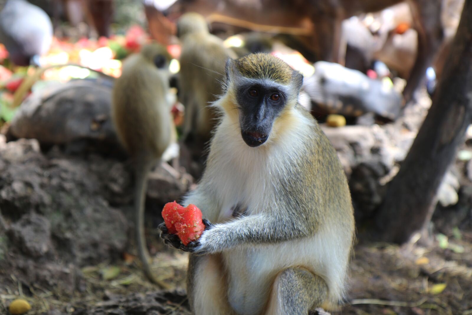 Canon EOS 7D Mark II sample photo. Monkey, watermelon, wildlife photography
